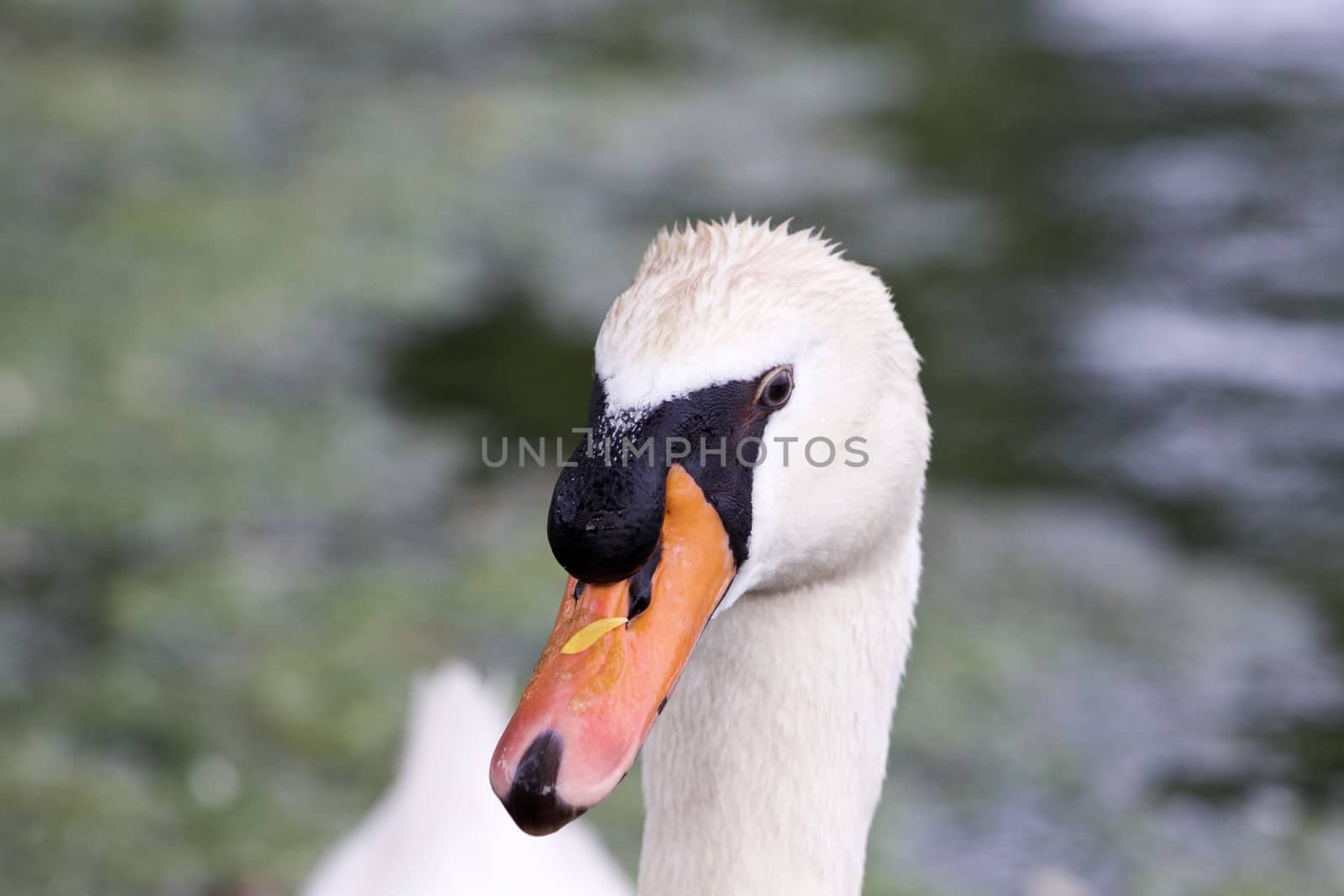 Funny thoughtful mute swan close-up