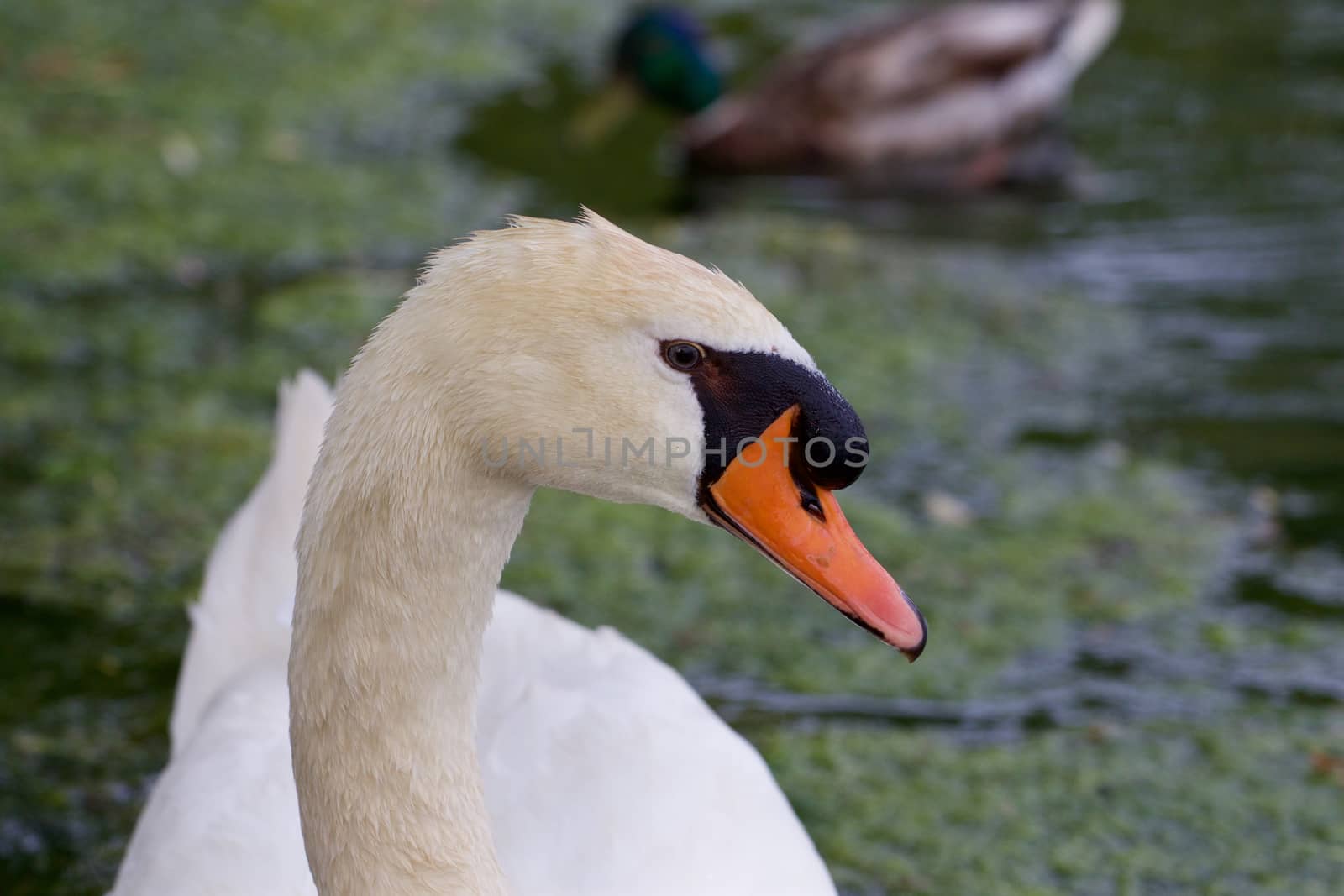 Beautiful portrait of the swan by teo