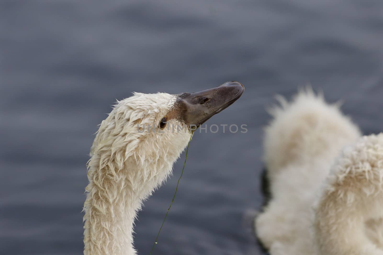 The young mute swan is looking somewhere