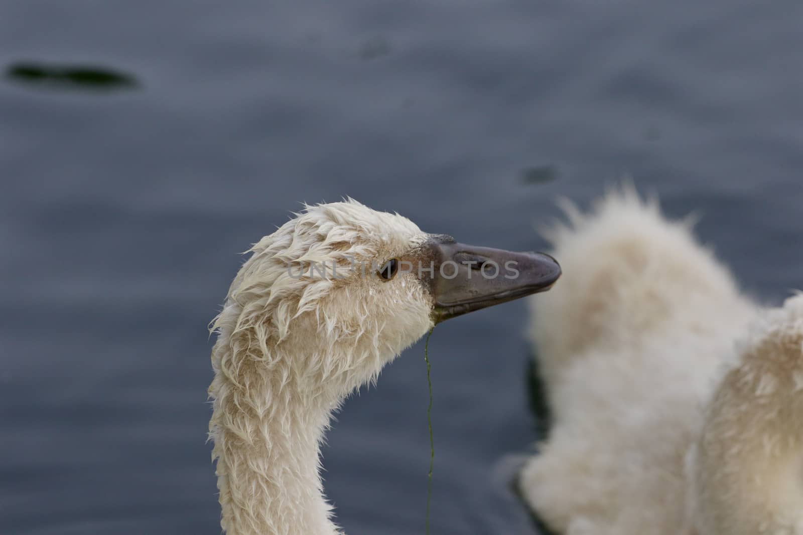 The young mute swan is searching for something