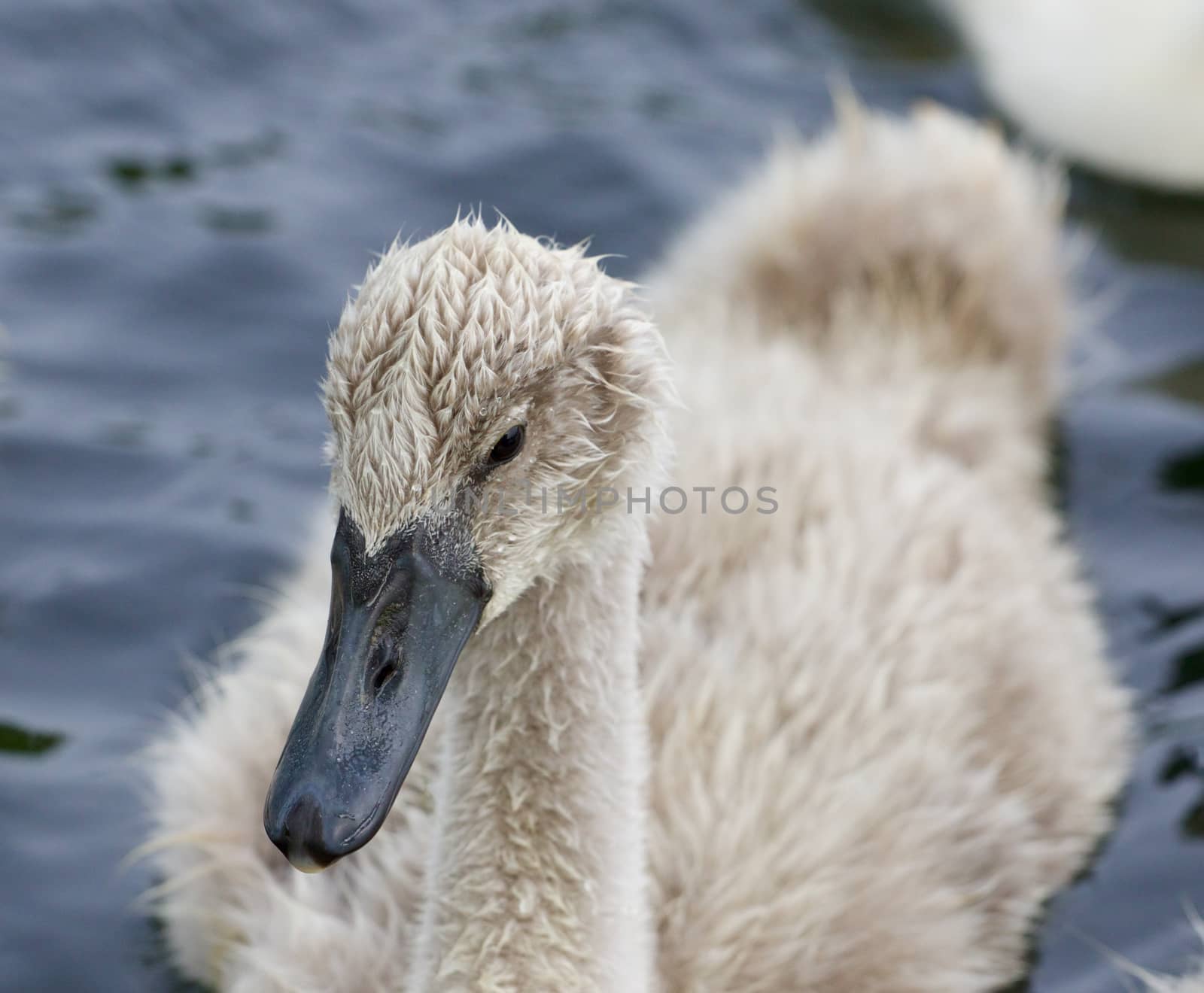 The close-up of a mute swan by teo