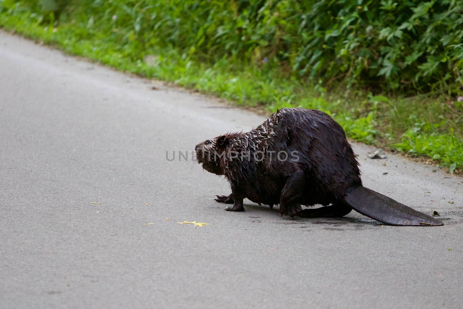 The Canadian beaver on the road