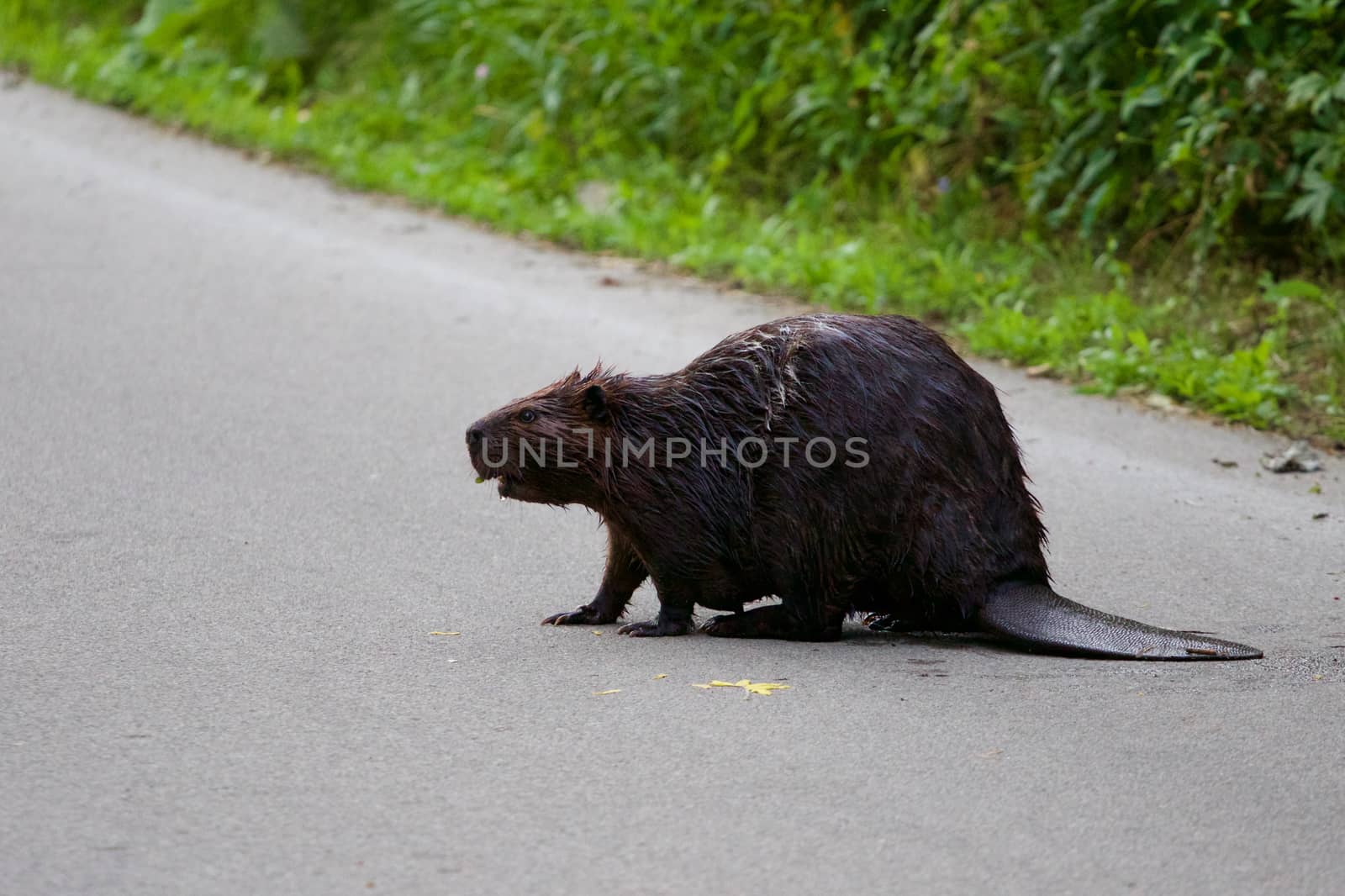 The close-up of the North American beaver by teo