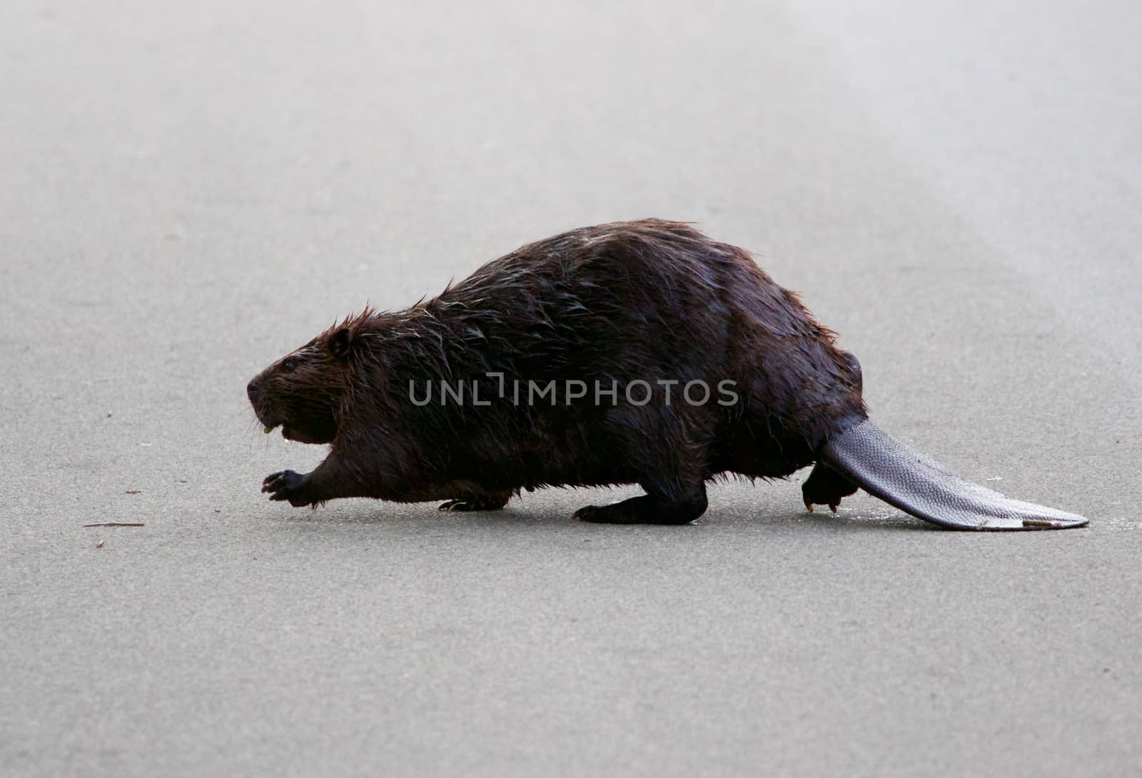 The big North American beaver is going across the road