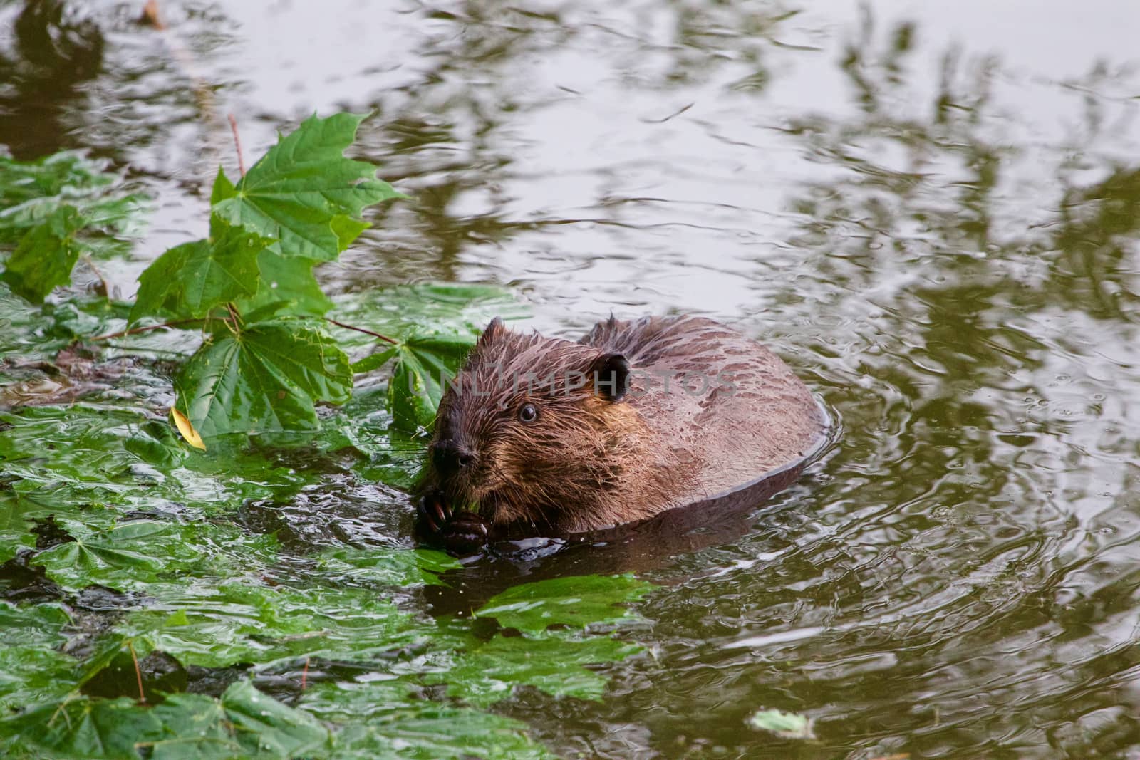 The North American beaver is eating by teo