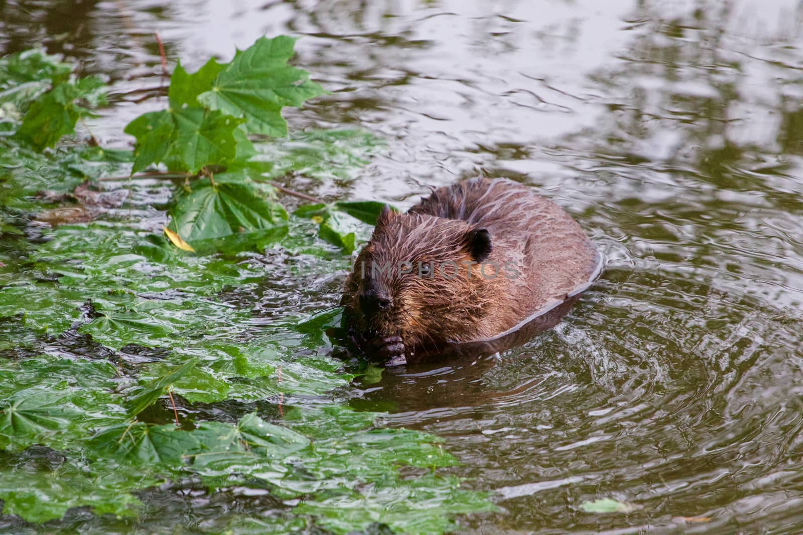 The North American beaver in the lake