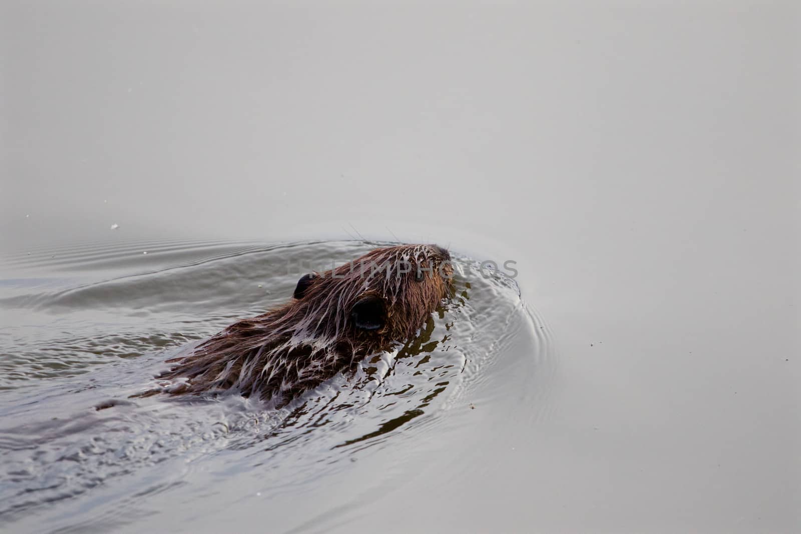 The backgroung with the swimming North American beaver