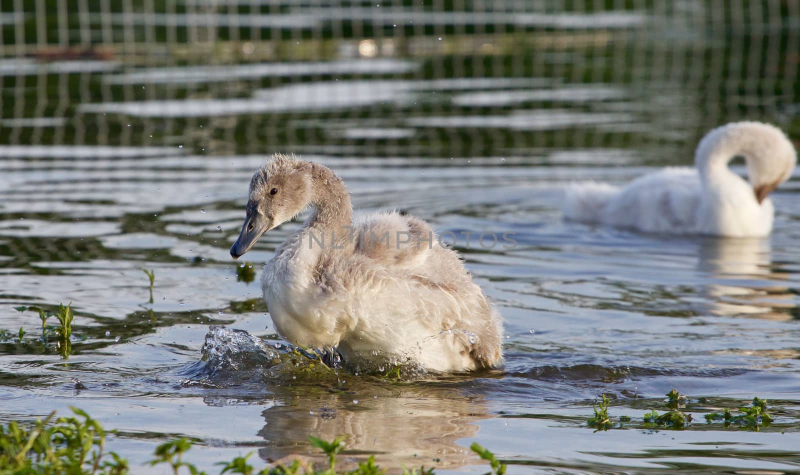 The young swan is going out of the lake by teo