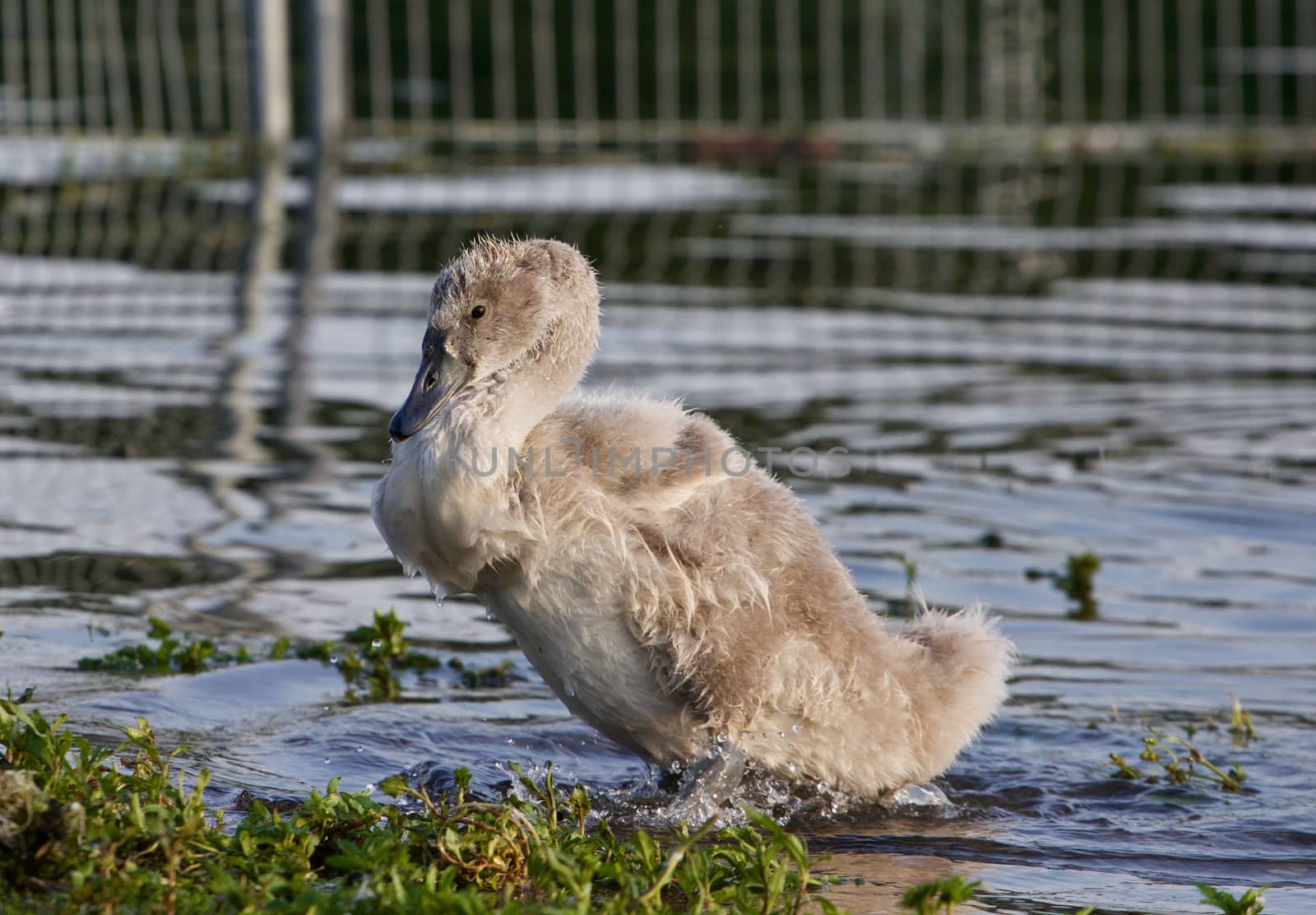 The close-up of the young swan going out of the lake by teo