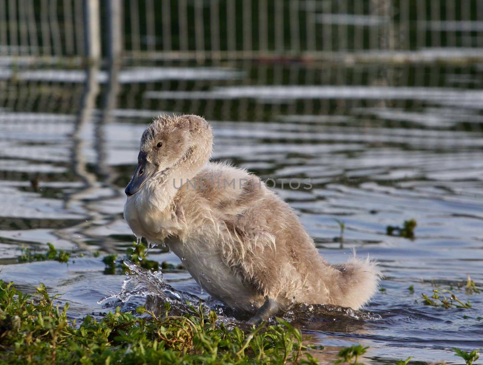 The close-up of the young mute swan by teo