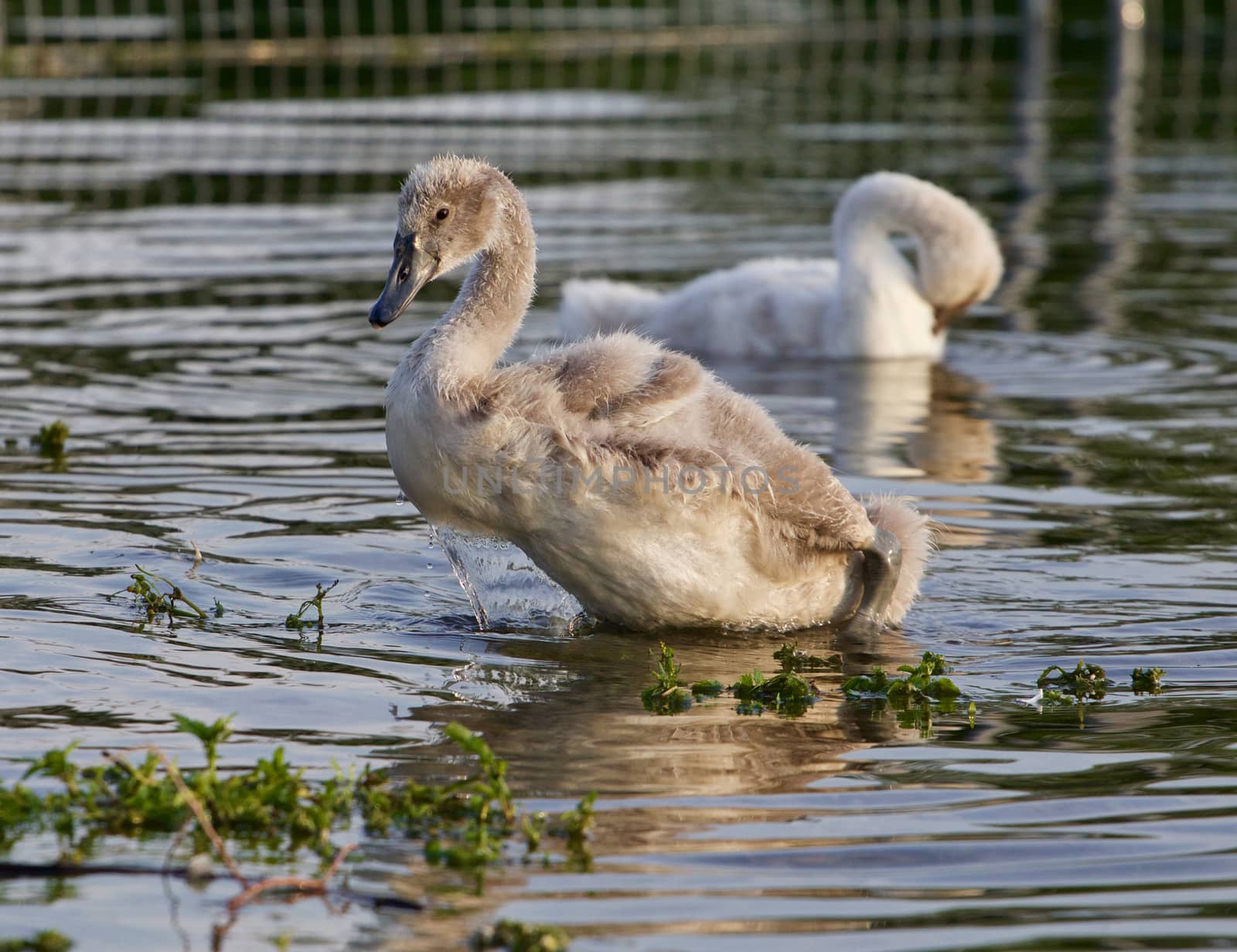 The young swans near the shore by teo