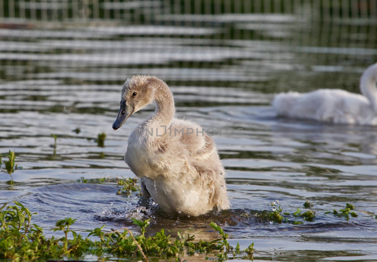 The young mute swan