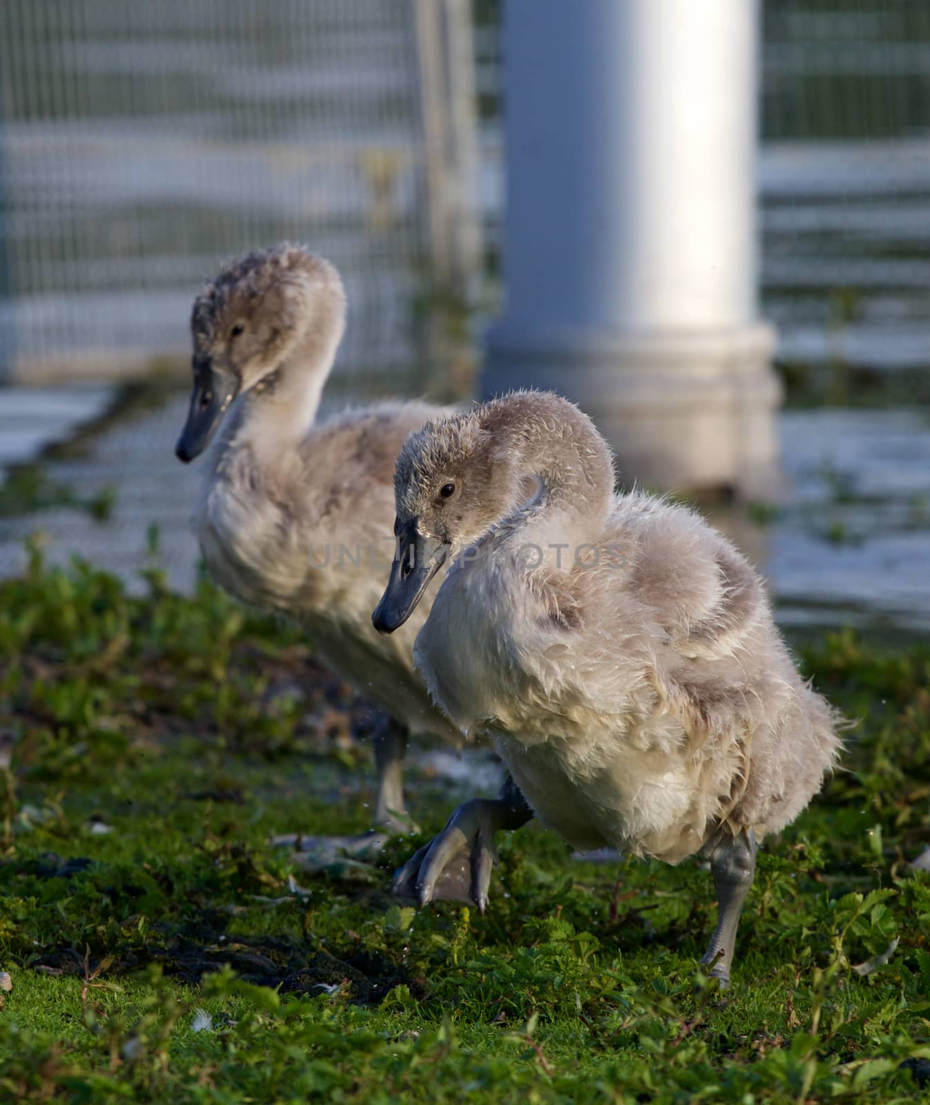 Two young mute swans by teo