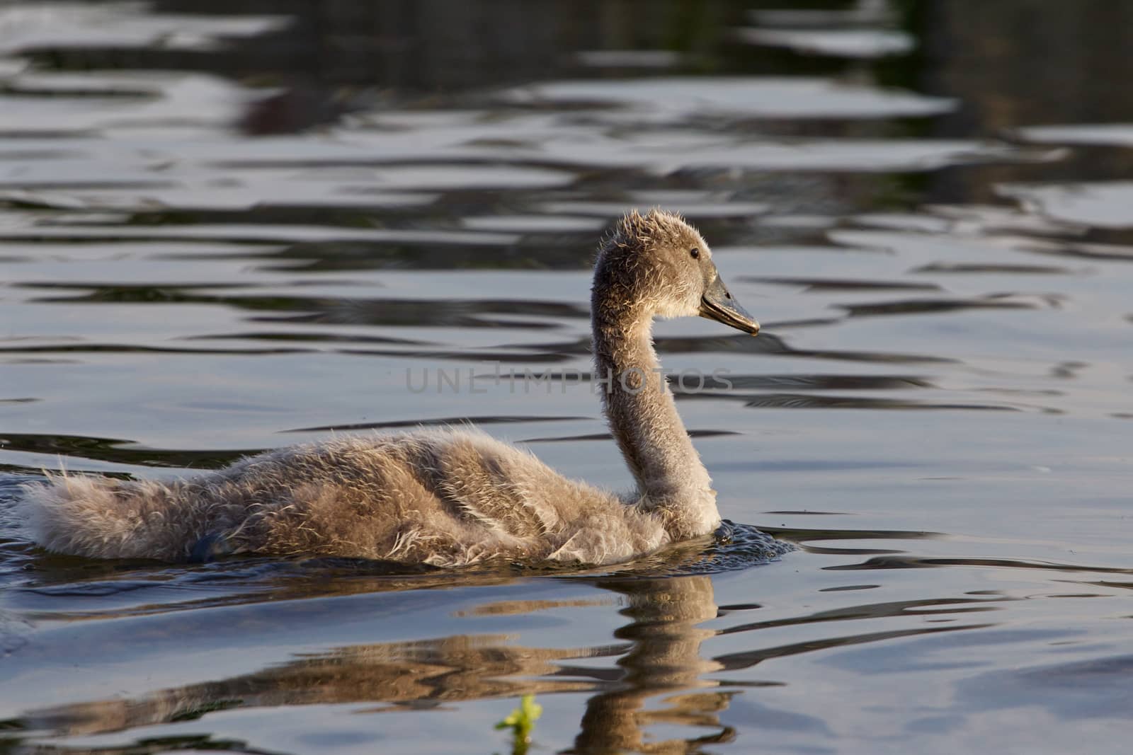 The beautiful close-up of the swimming young swan by teo