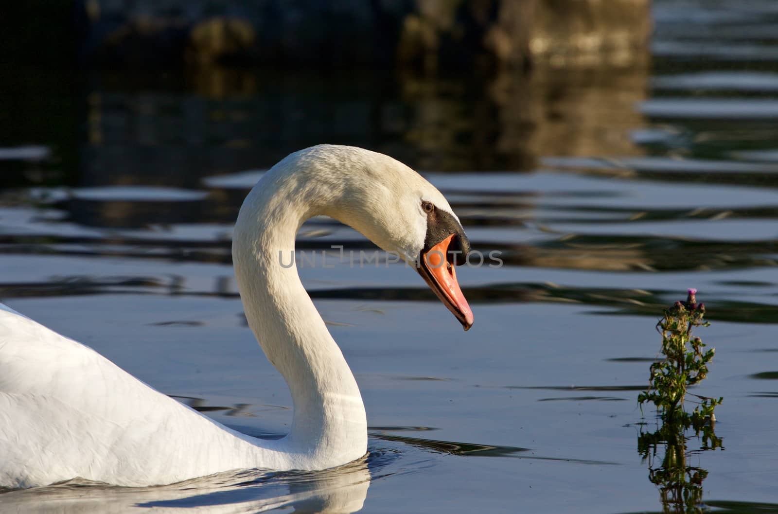 Beautiful close-up of the mute swan on the sunny evening