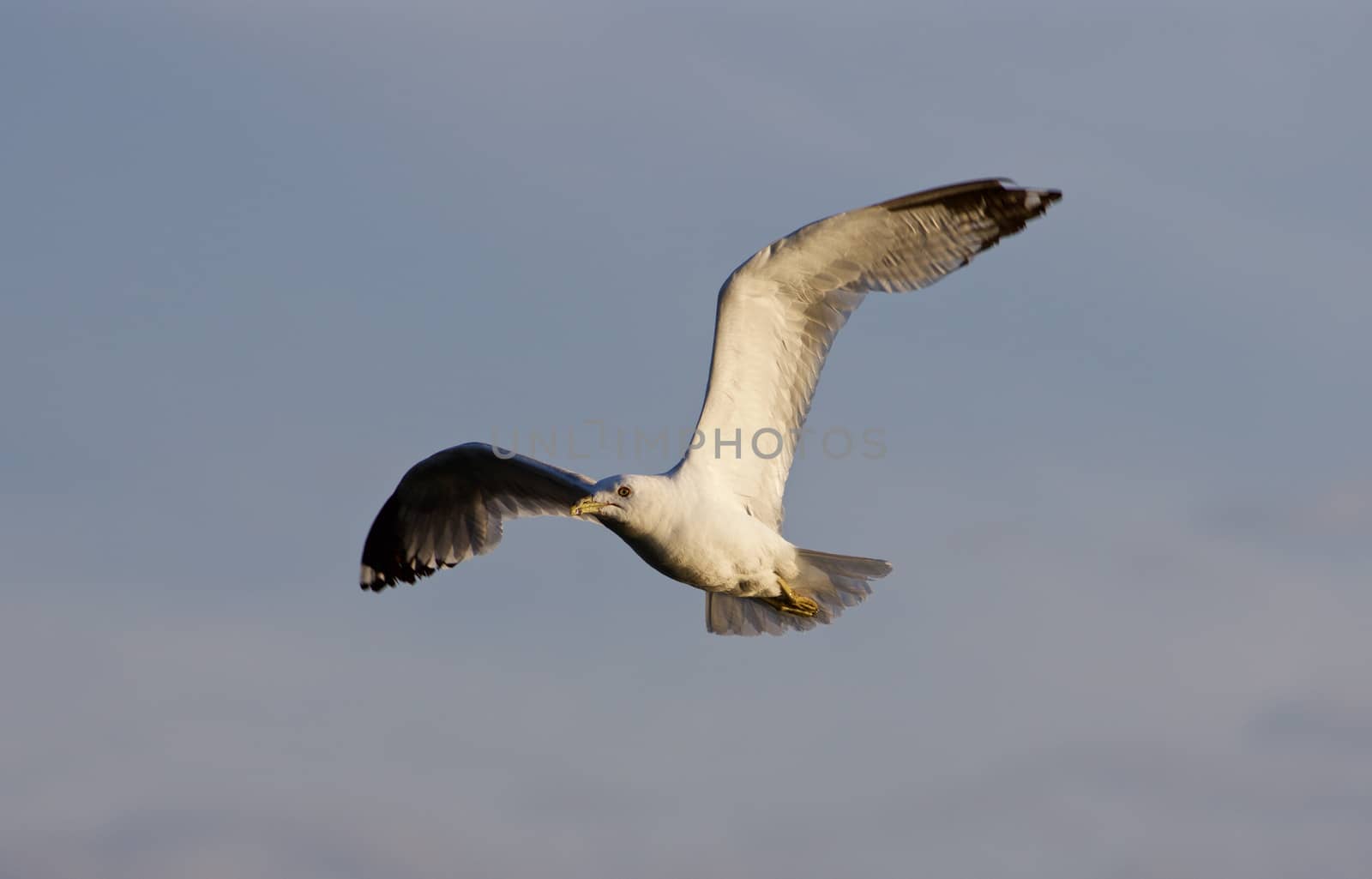 The beautiful flight of the ring-billed gull