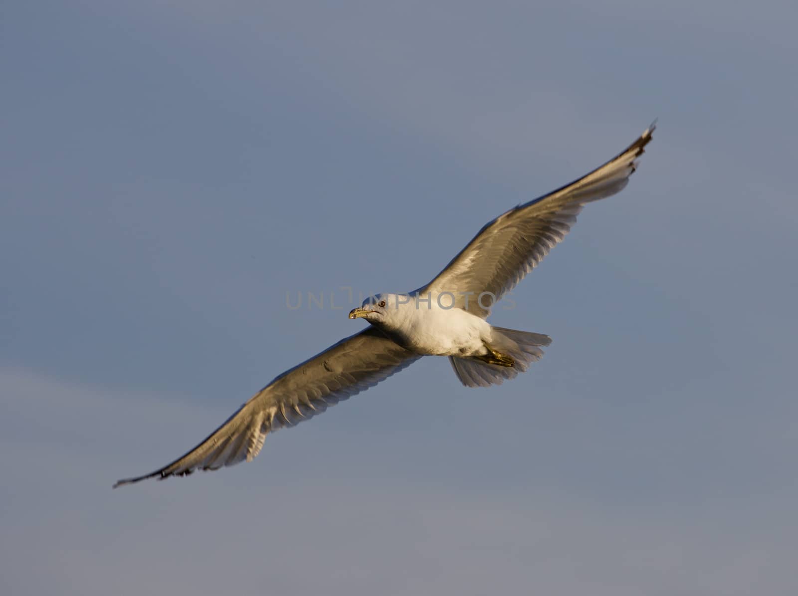 The gull is flying in the sky