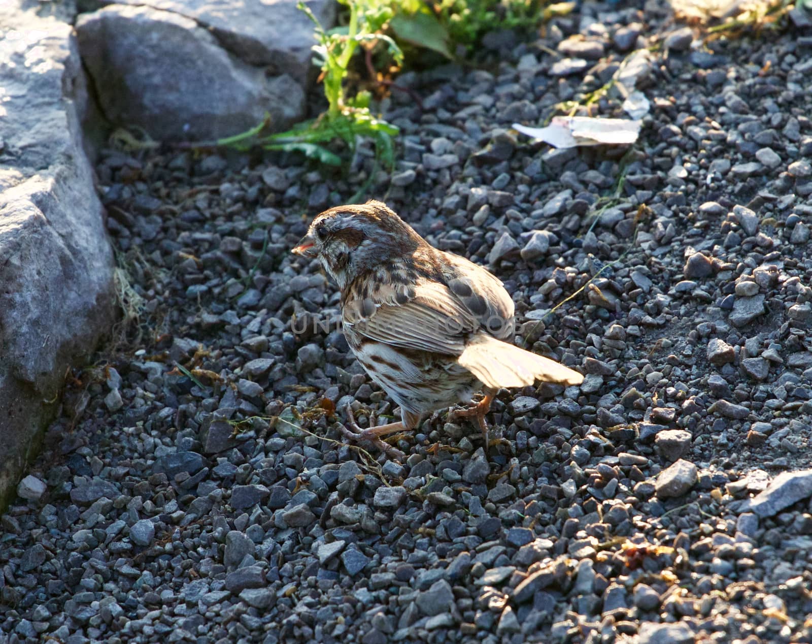 The young sparrow is searching for the food