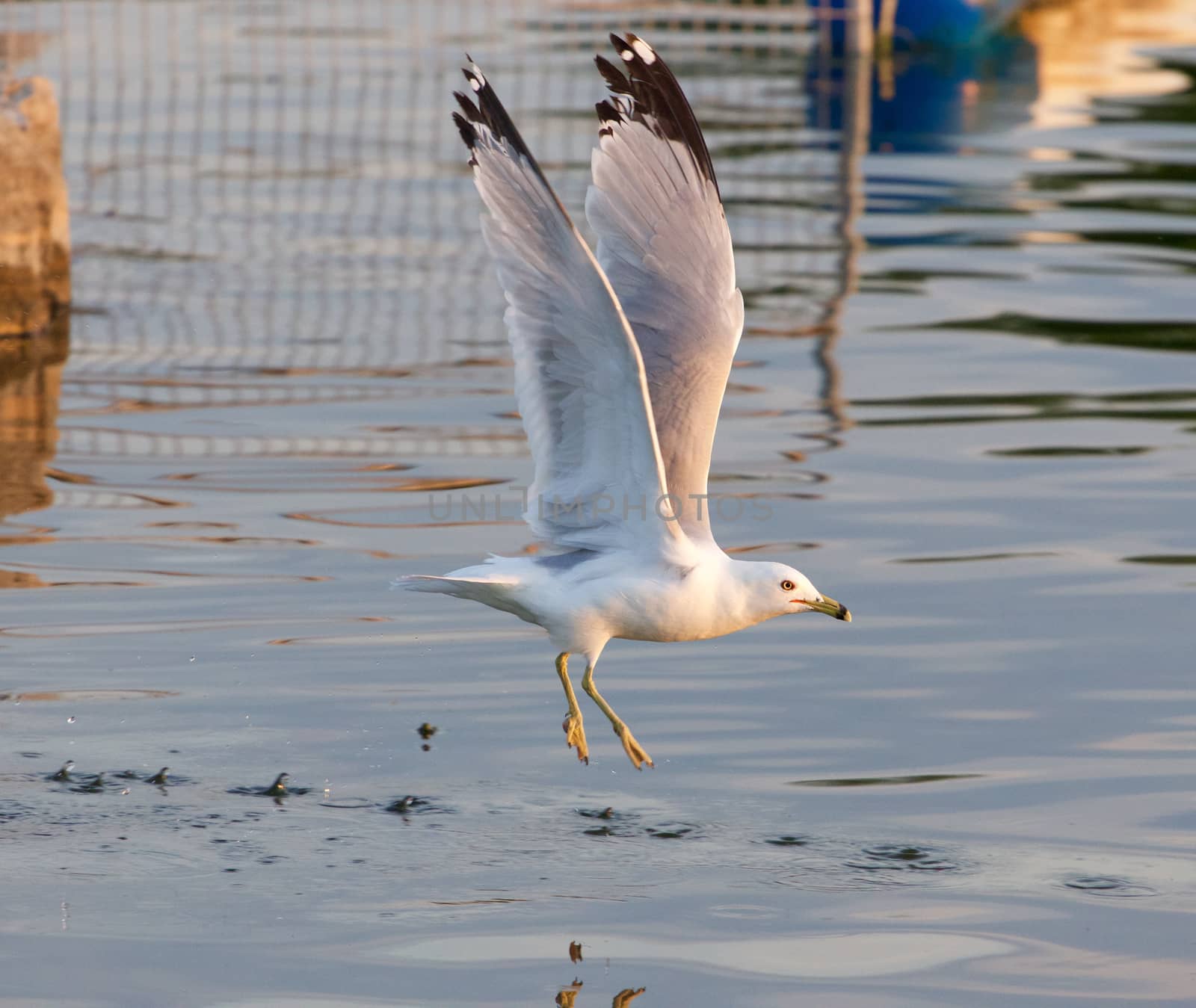 The beautiful gull is taking off from the lake