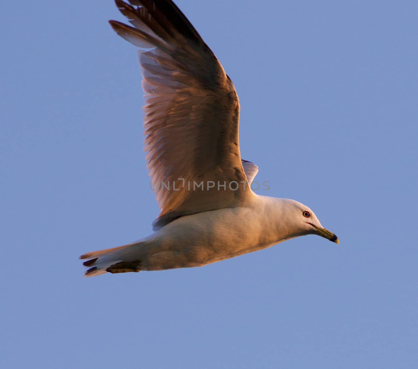 The gull's flight in the evening sky by teo