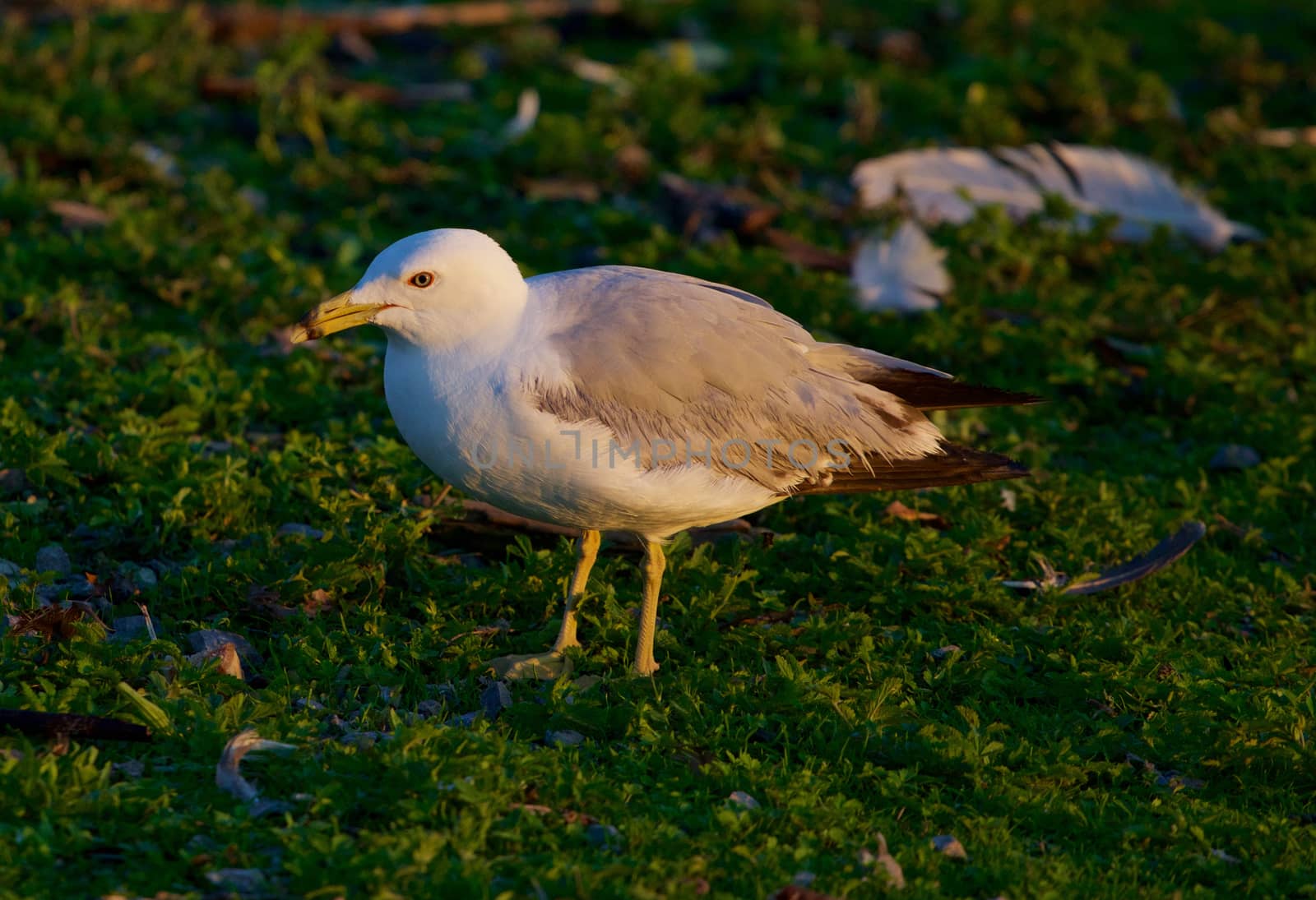 The close-up of the mew gull