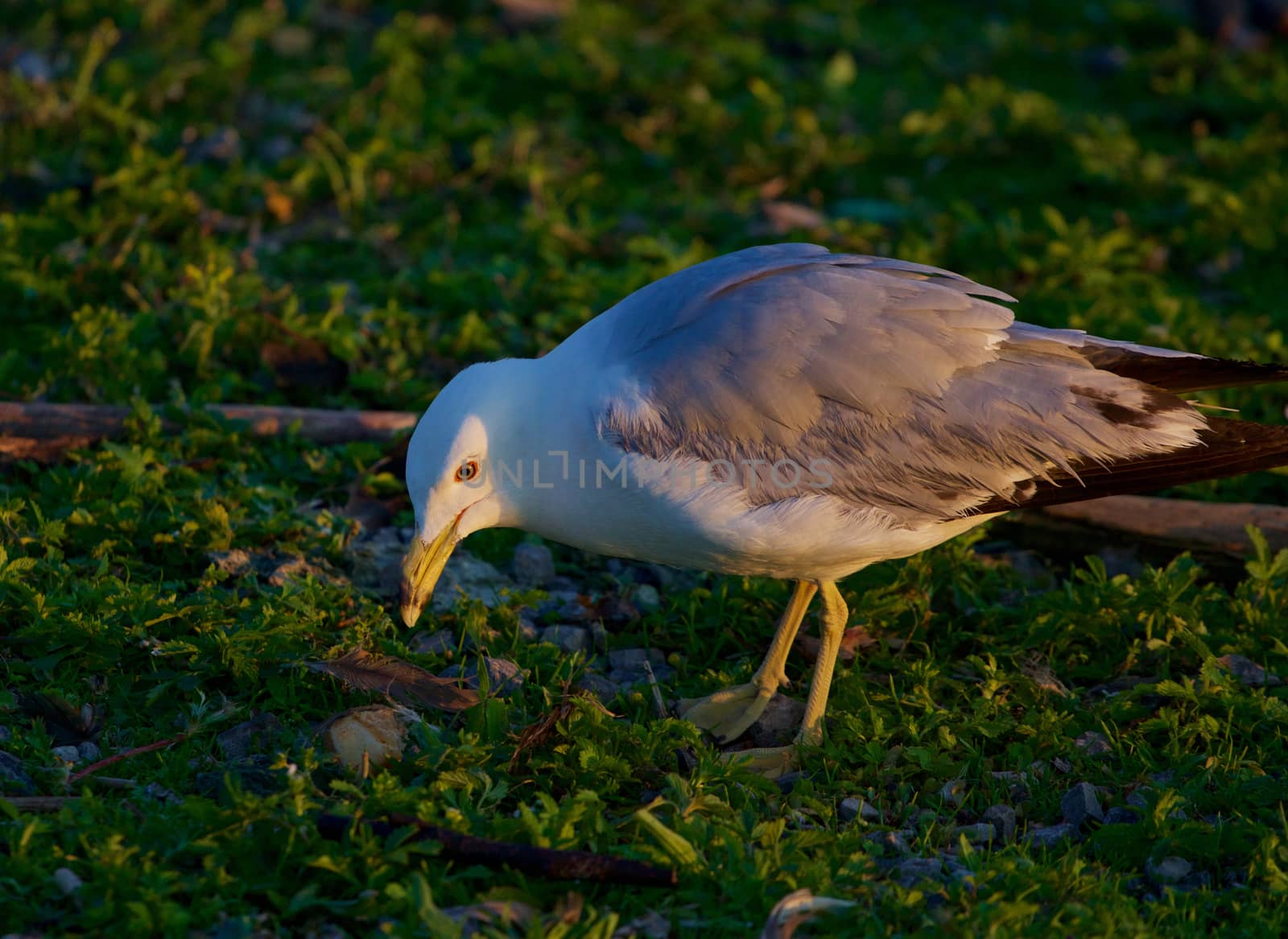 The gull is looking at the food by teo