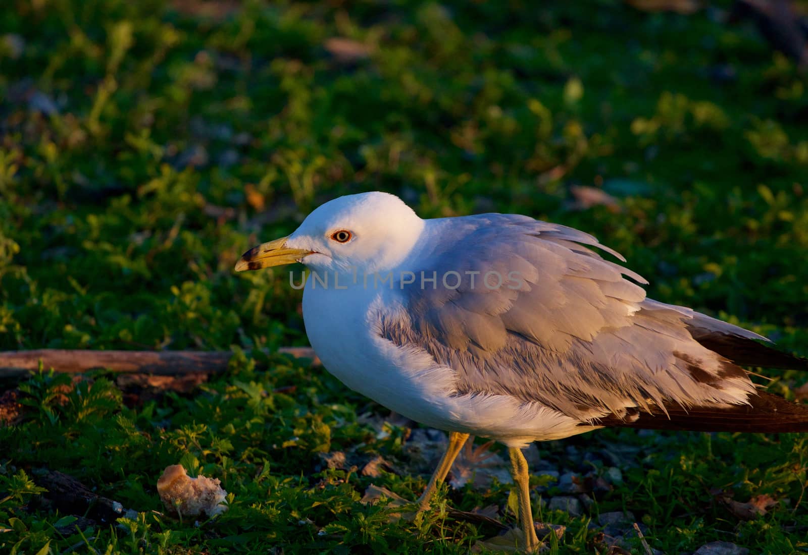 The gull on the green grass