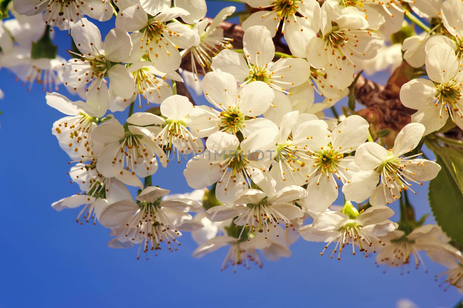 Cherry branch with a large number of white flowers against the blue sky.