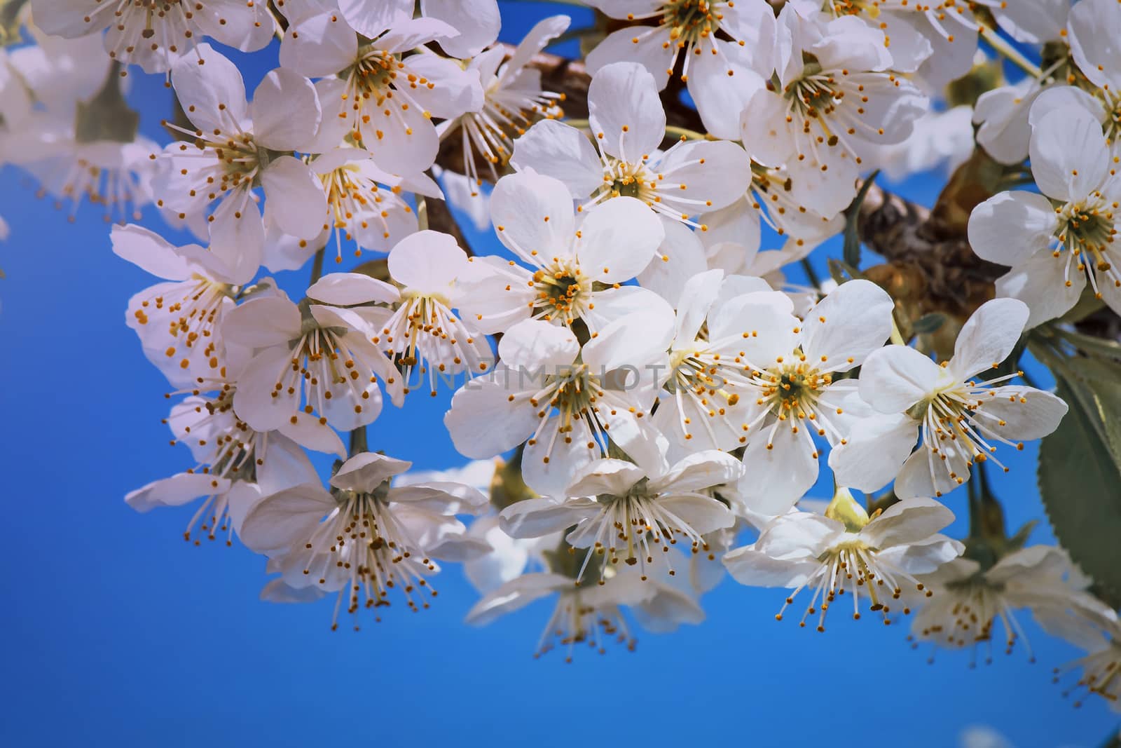 Cherry branch with a large number of white flowers against the blue sky.