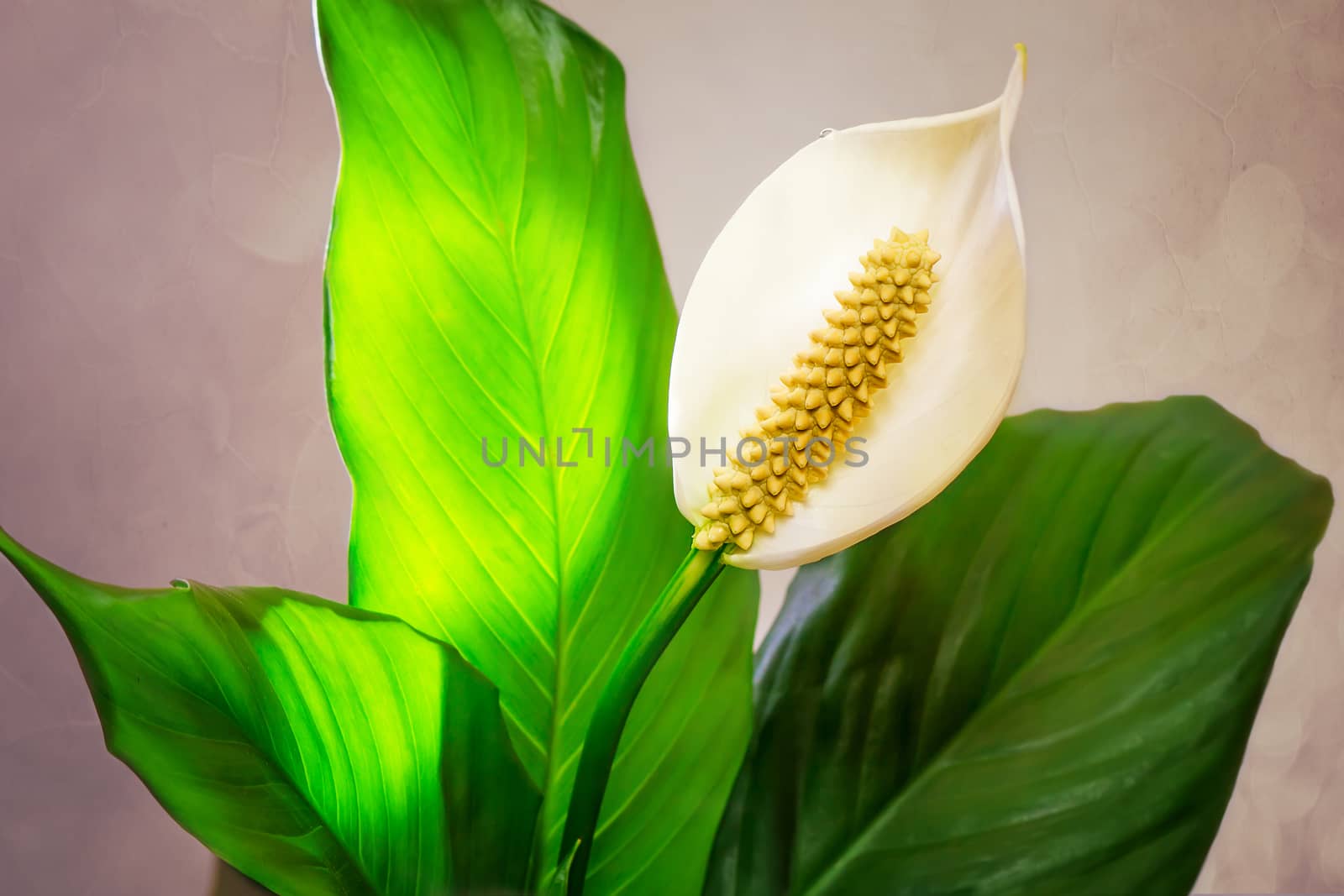 Calla is a beautiful and original white flower among large green leaves. Presents closeup.