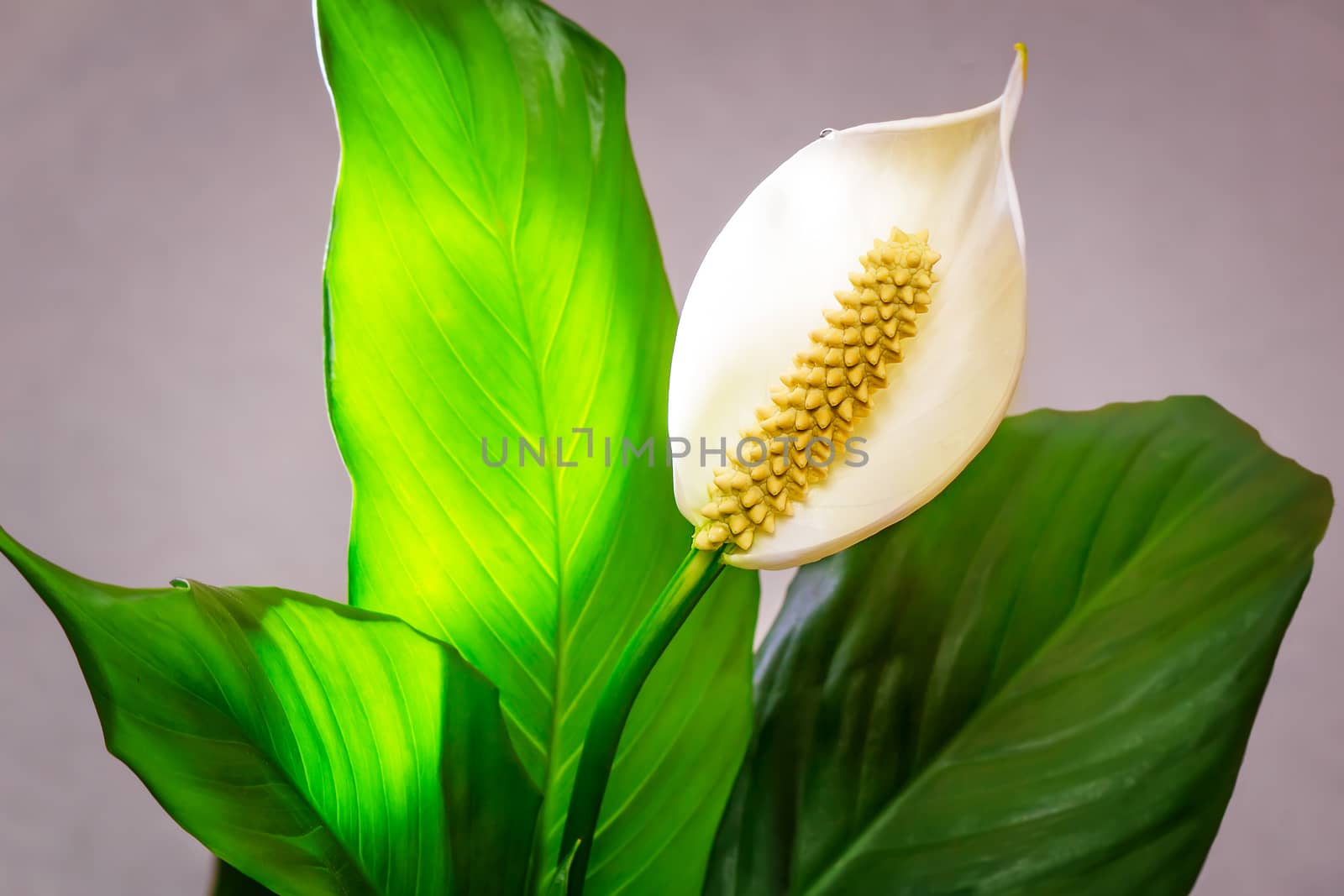 Calla is a beautiful and original white flower among large green leaves. Presents closeup.