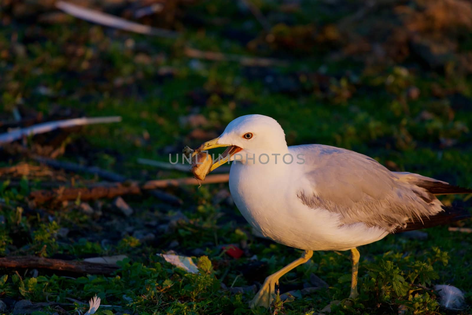 The mew gull is going somewhere with the food