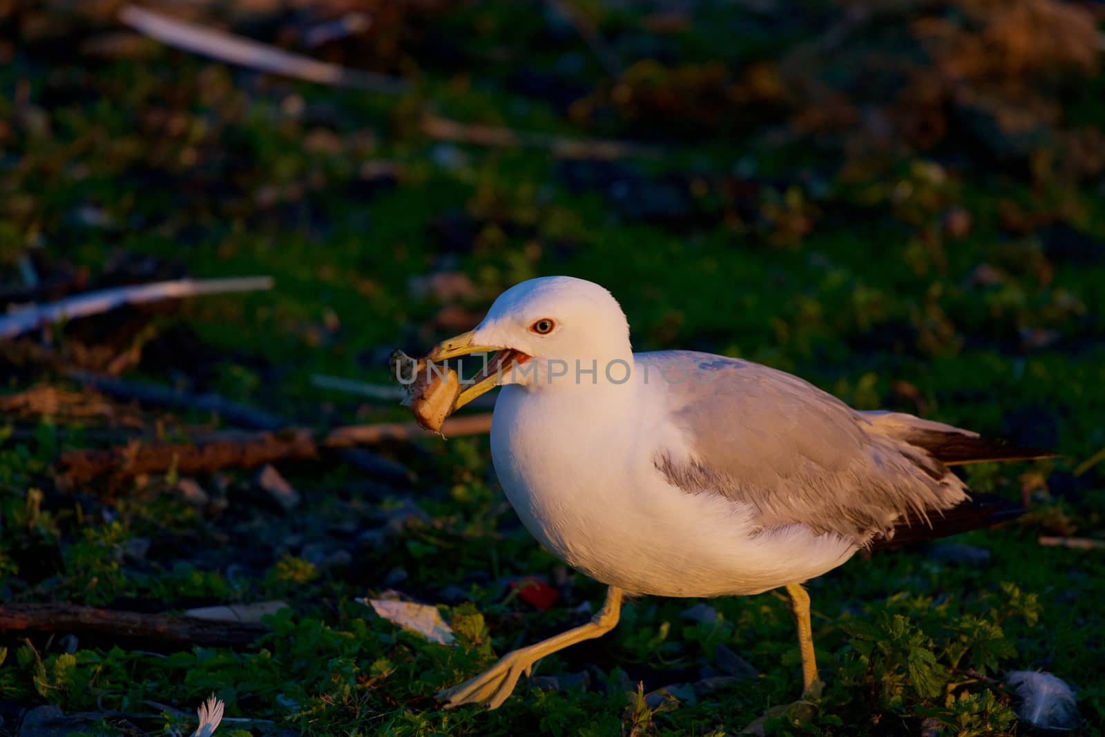 The gull is going through the grass by teo