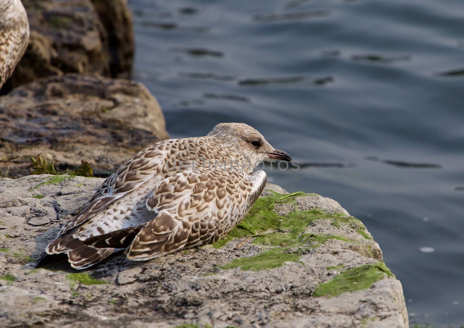 The lesser black-backed gull is sleeping on the rock shore near the water