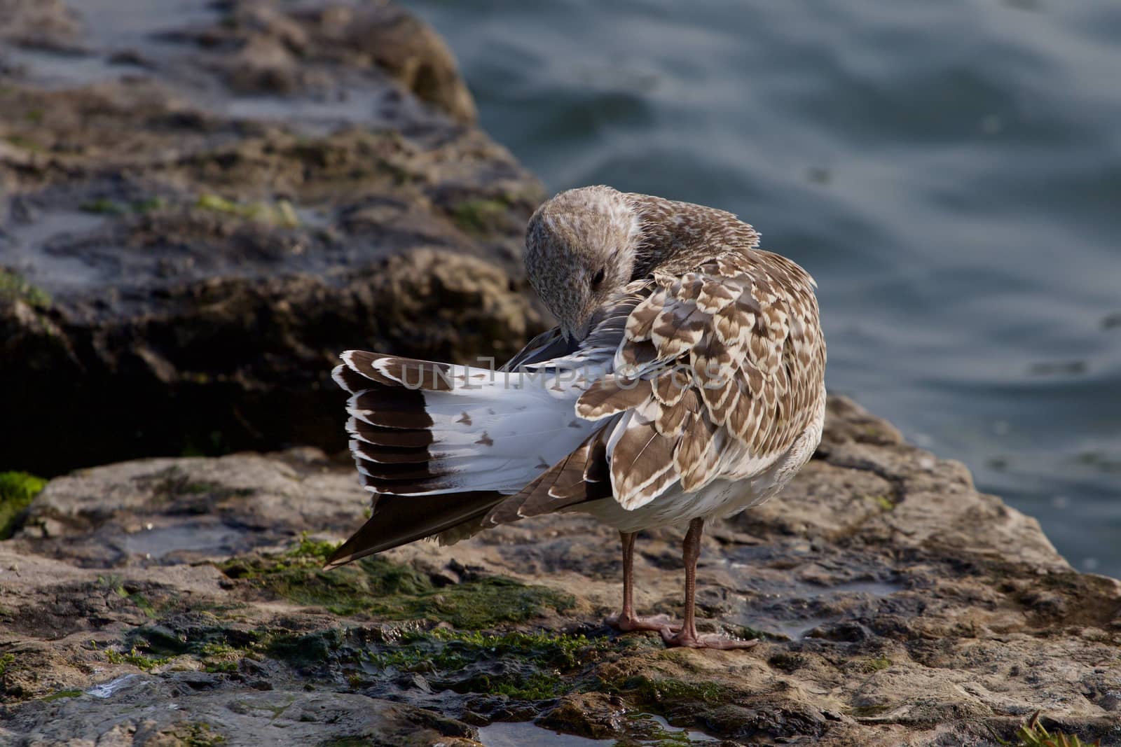 The beautiful gull is cleaning her feathers by teo