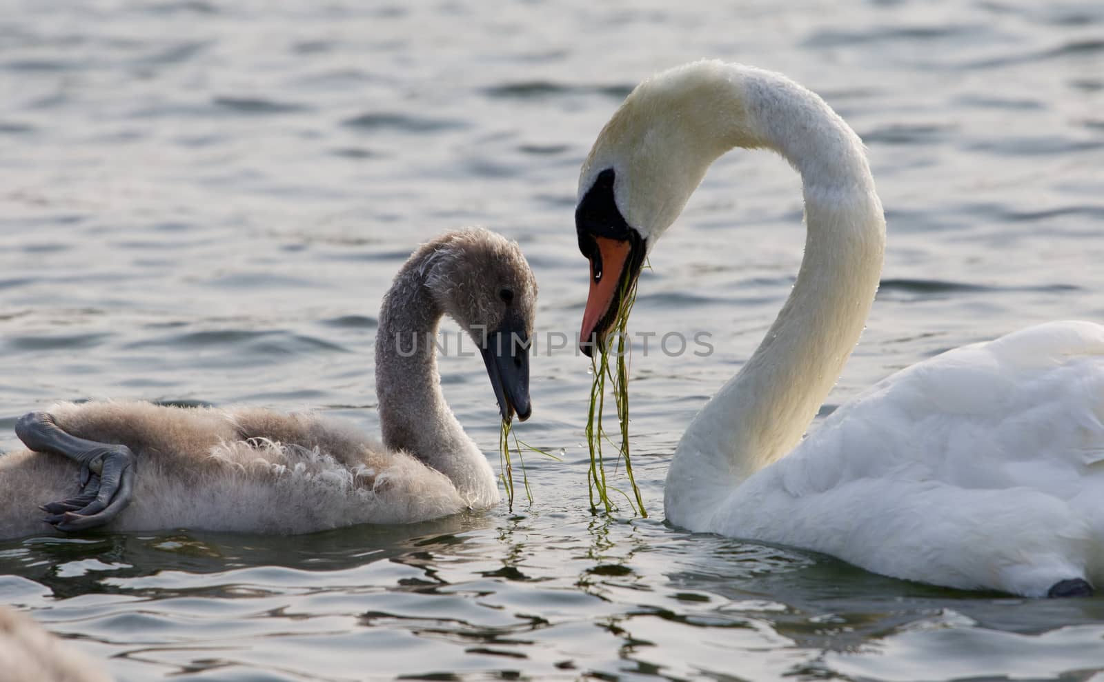 The young swan and his mother are eating together in the lake