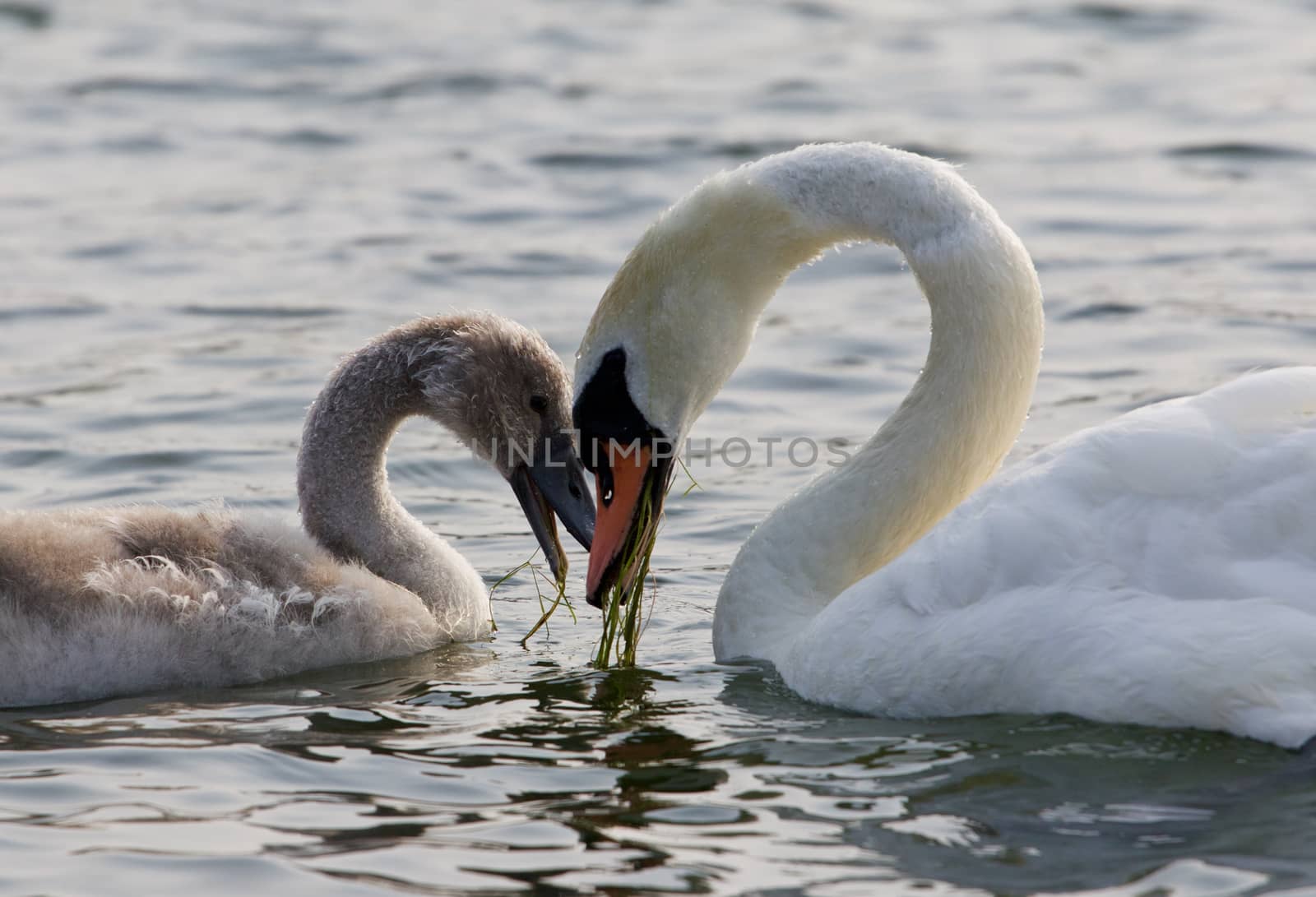 The mother-swan and her son. The shape of the heart by teo