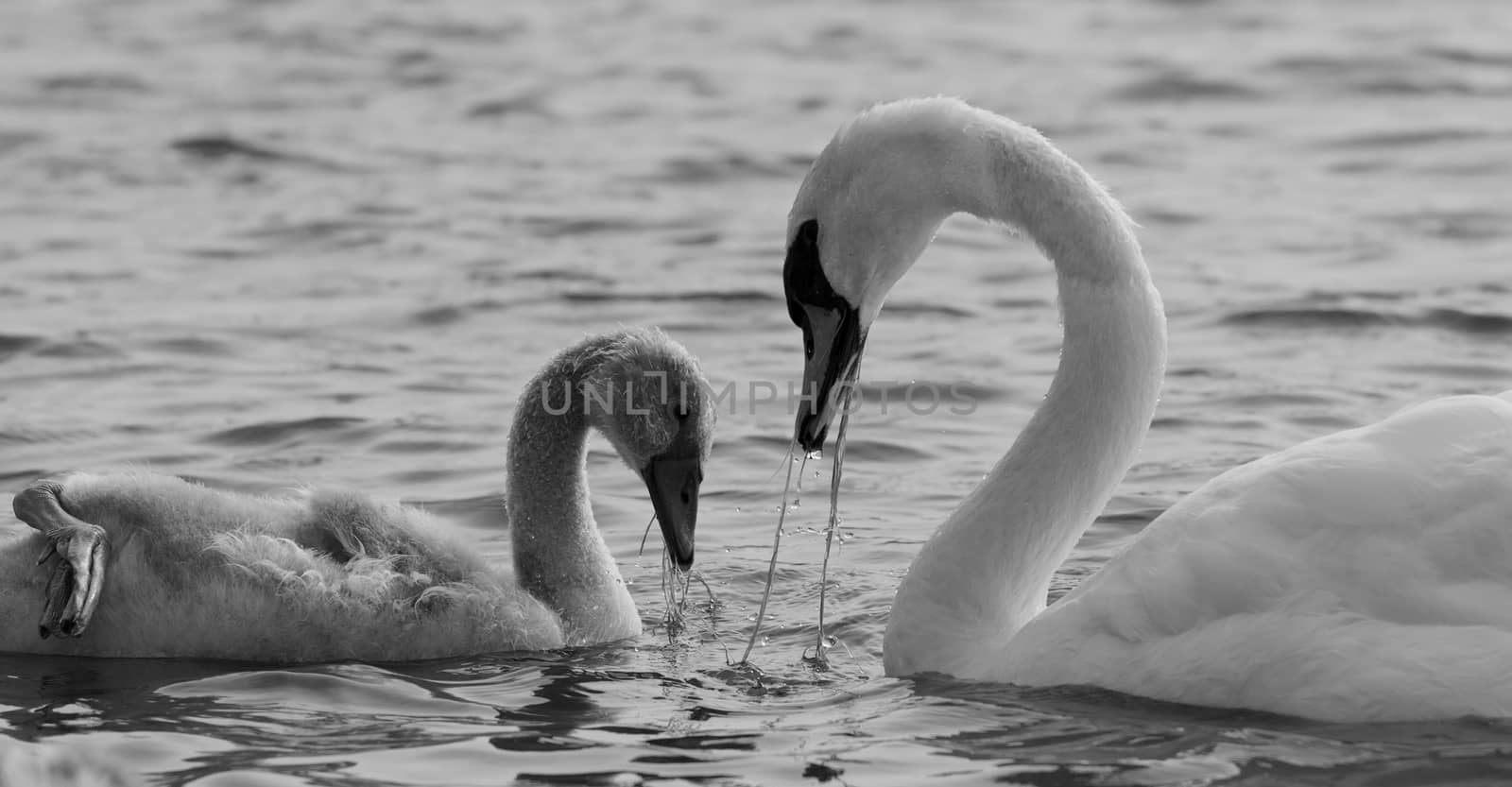 The mother-swan and her son are eating the algae together