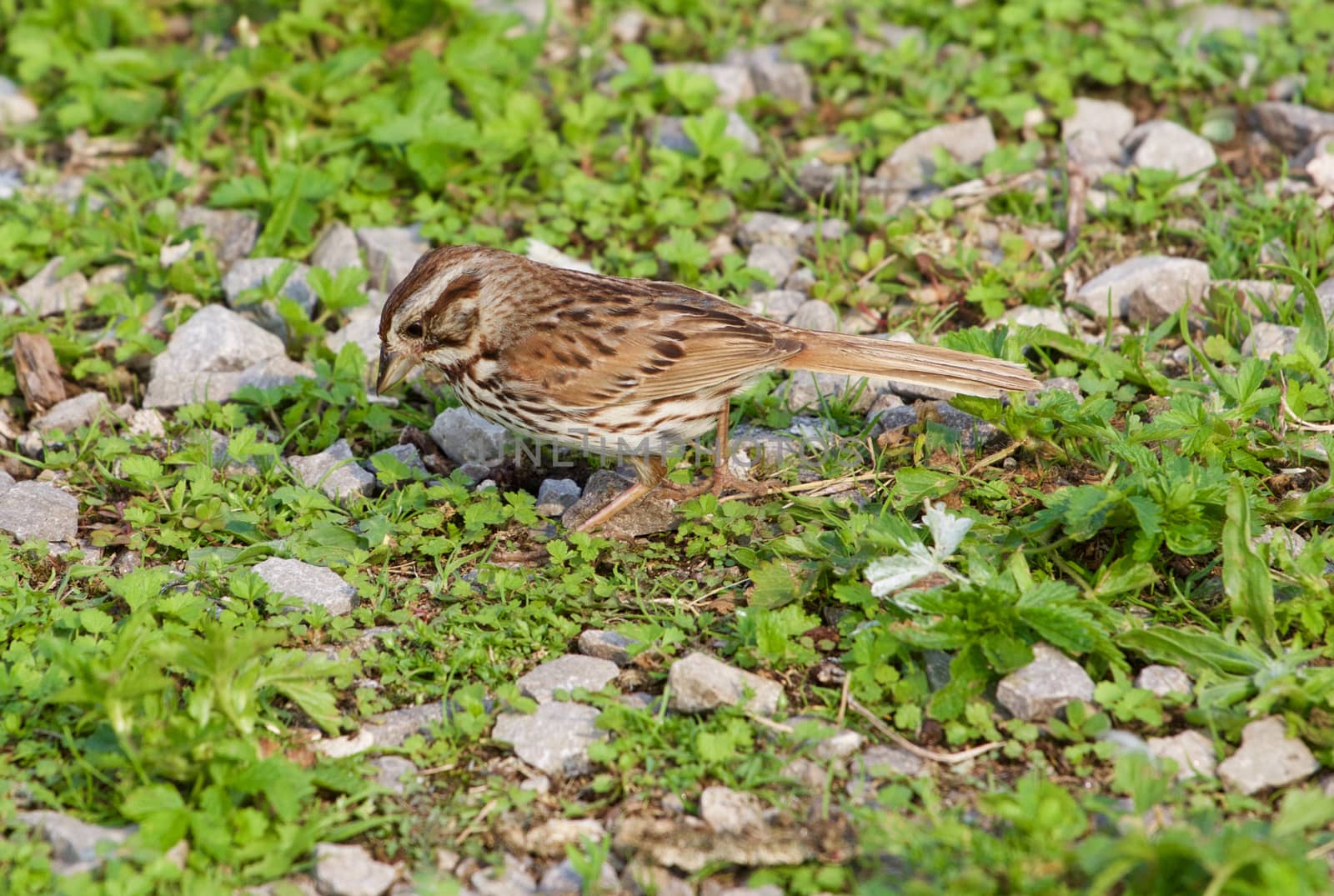 The sparrow is looking for the food in the grass by teo