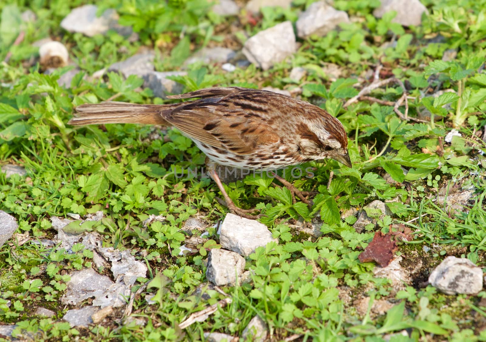 The sparrow has found something interesting in the grass