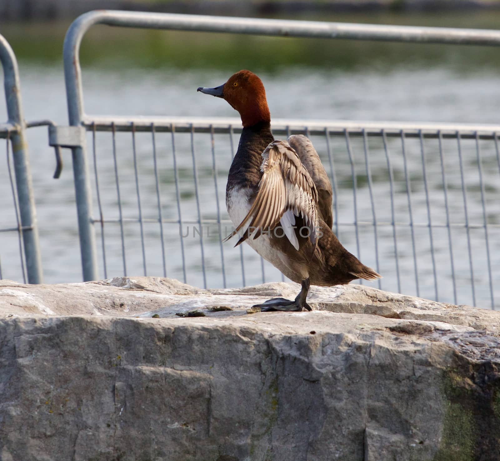 The redhead duck shows her wings on the rock