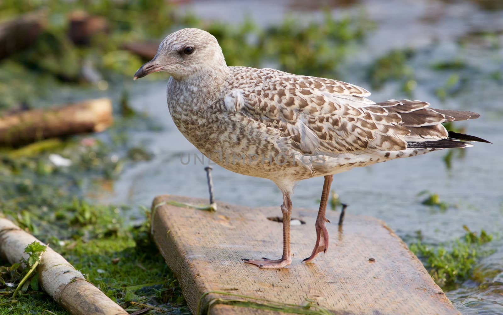 The lesser black-backed gull is staying on the wooden board near the lake