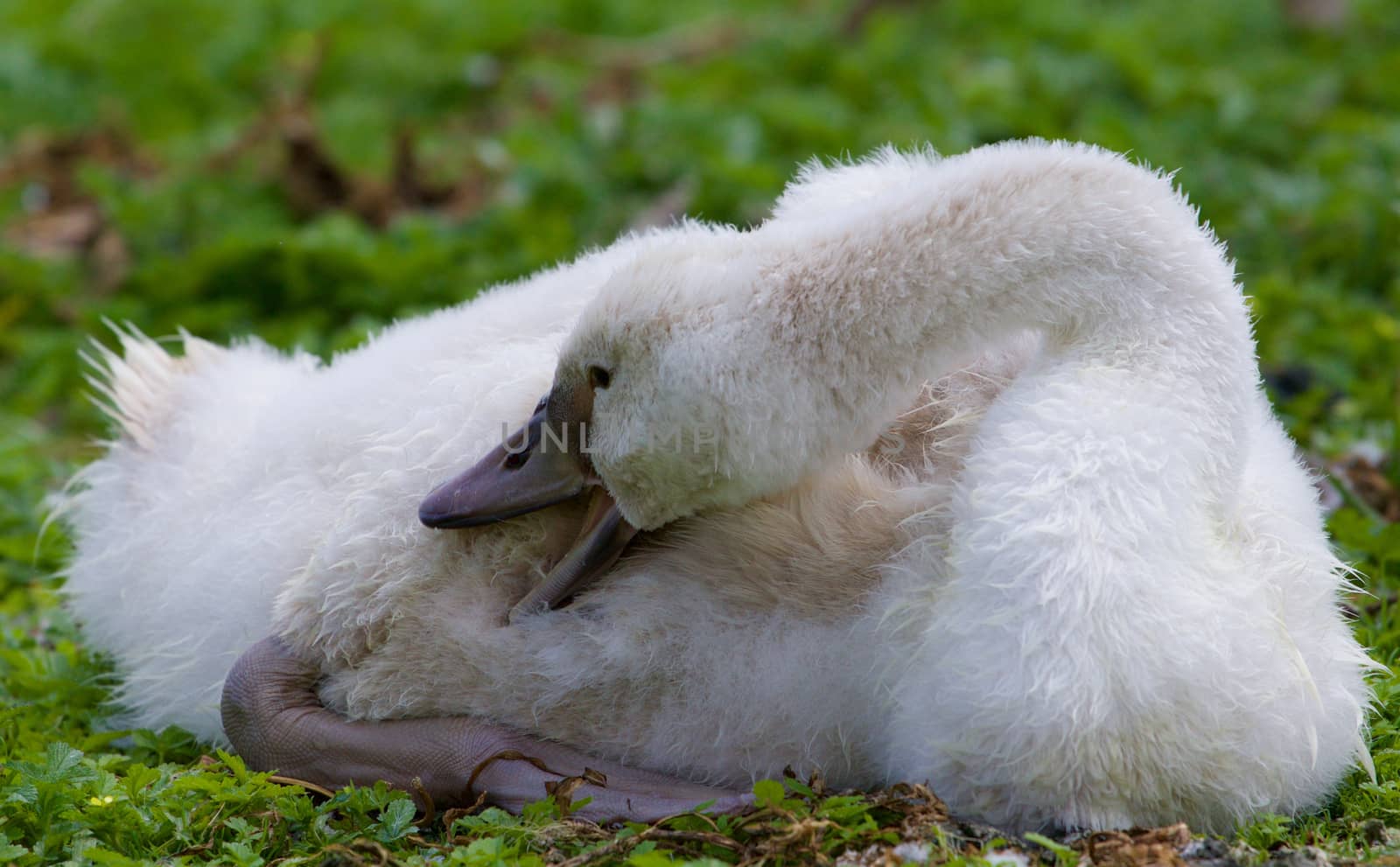 The close-up of the young swan cleaning her feathers on the grass