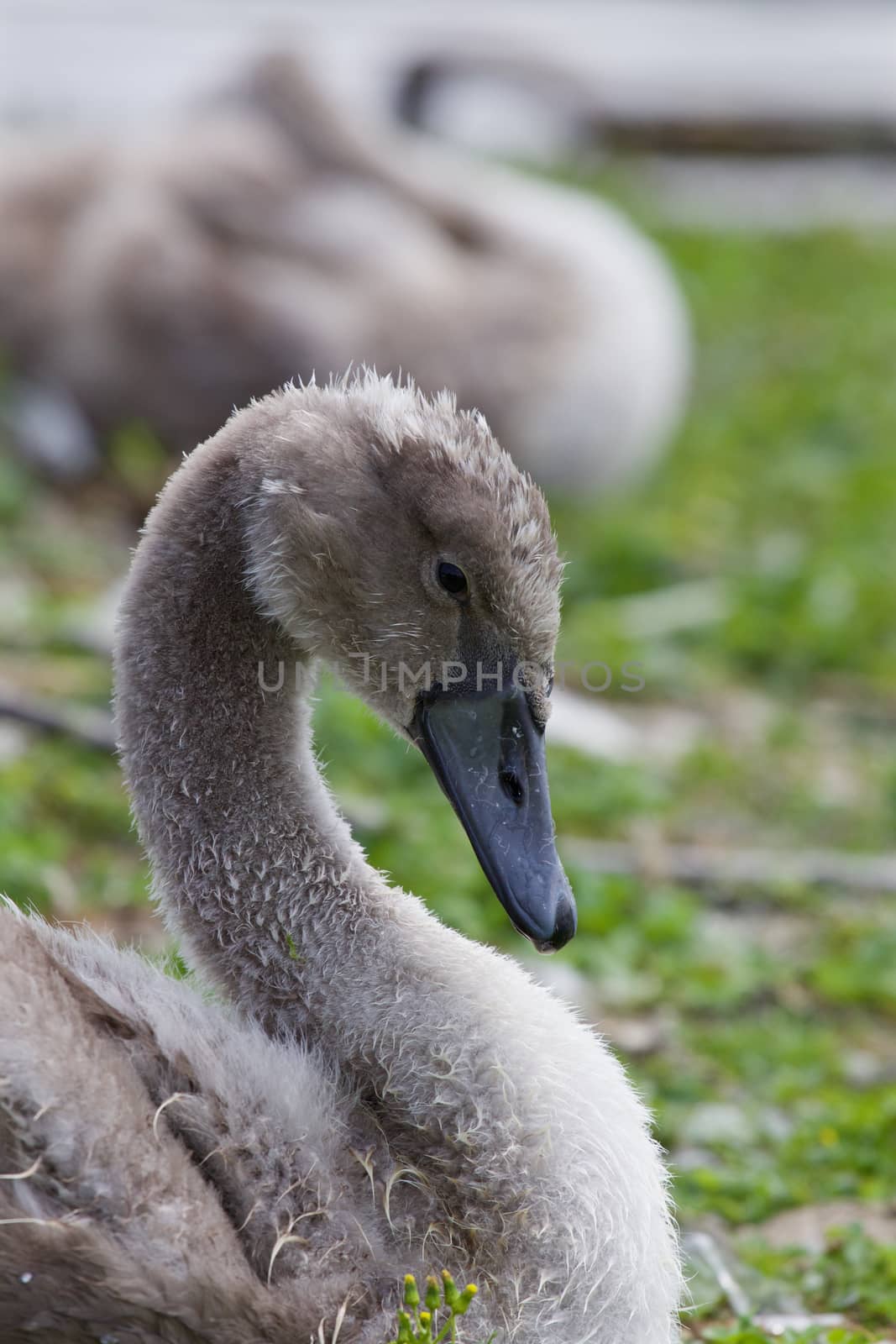 Beautiful young gray mute swan