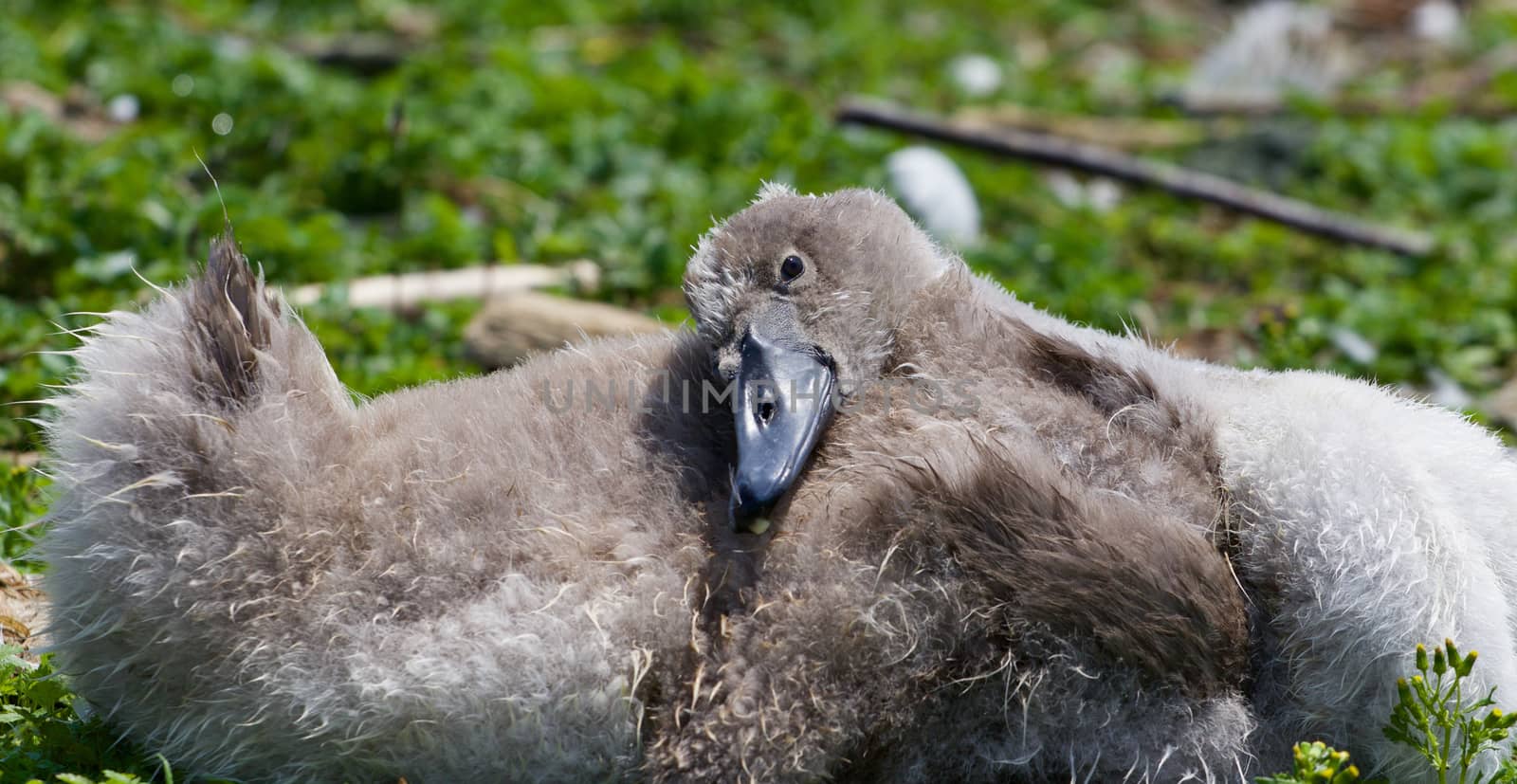 The young mute swan is going to sleep
