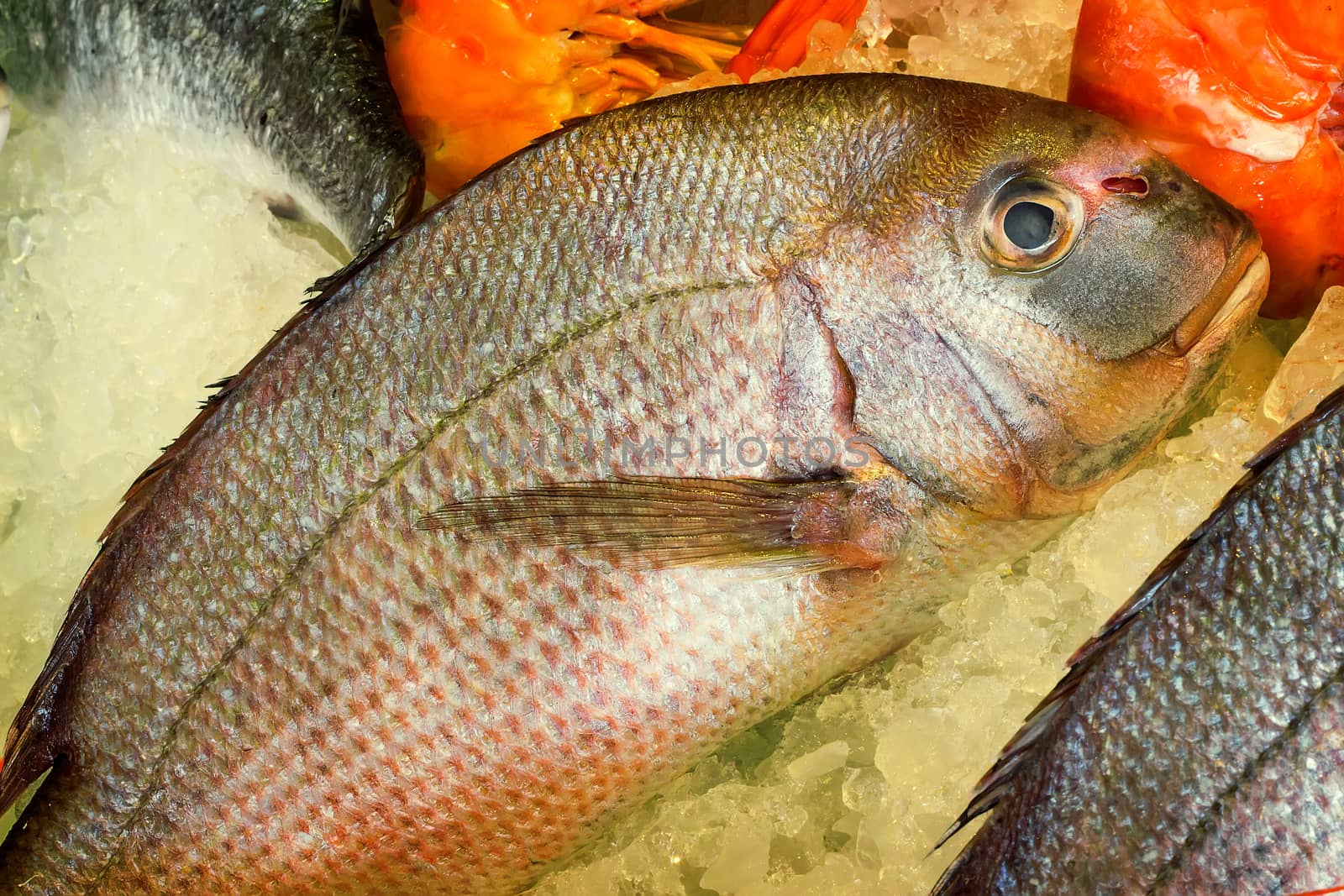 Fresh caught морская рыба are stored before cooking among the ice.