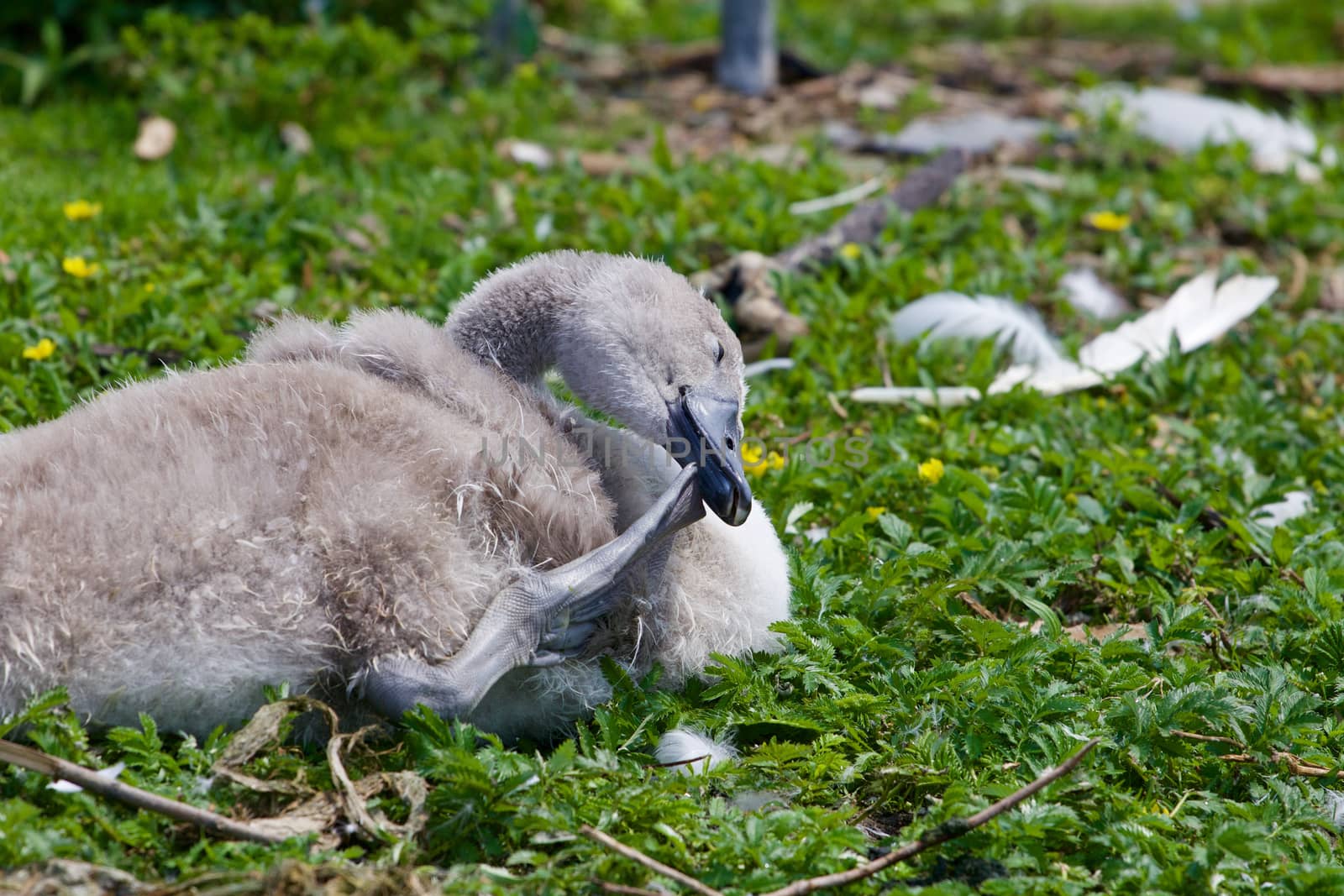 Happy young mute swan is scratching his beak on the grass