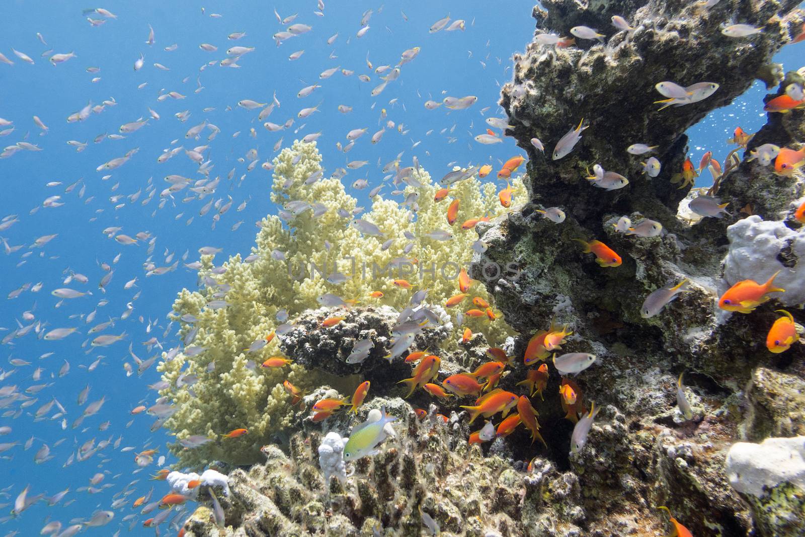 coral reef with exotic fishes Anthias in tropical sea, underwater by mychadre77