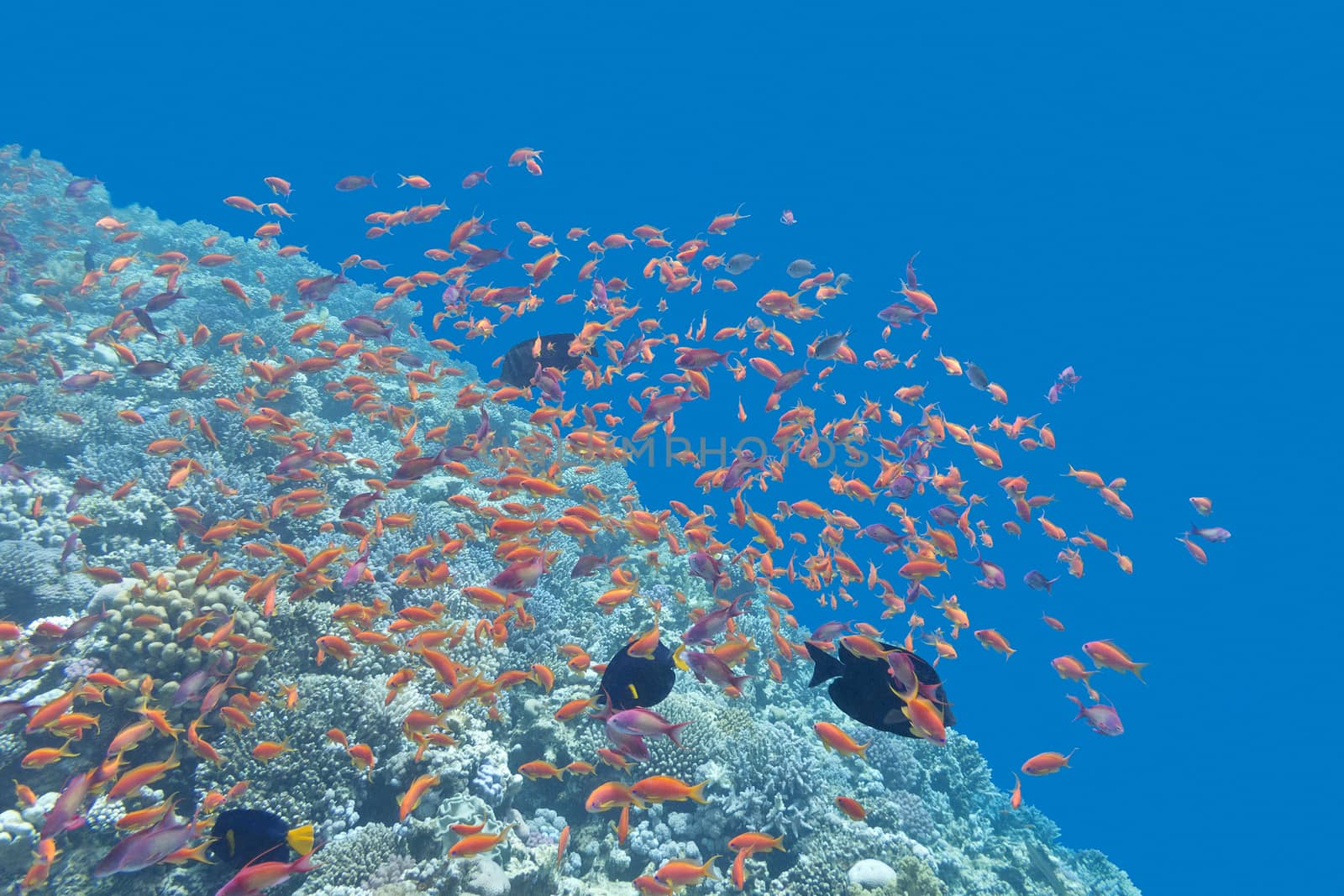 colorful coral reef  with shoal of exotic fishes Anthias at the bottom of tropical sea