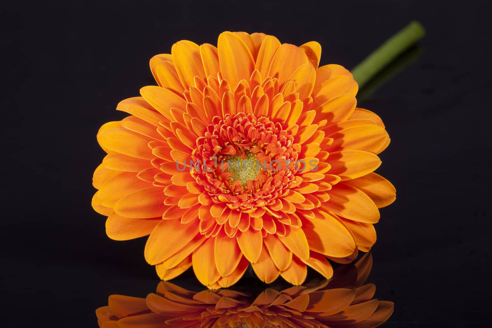 single orange gerbera isolated on black background